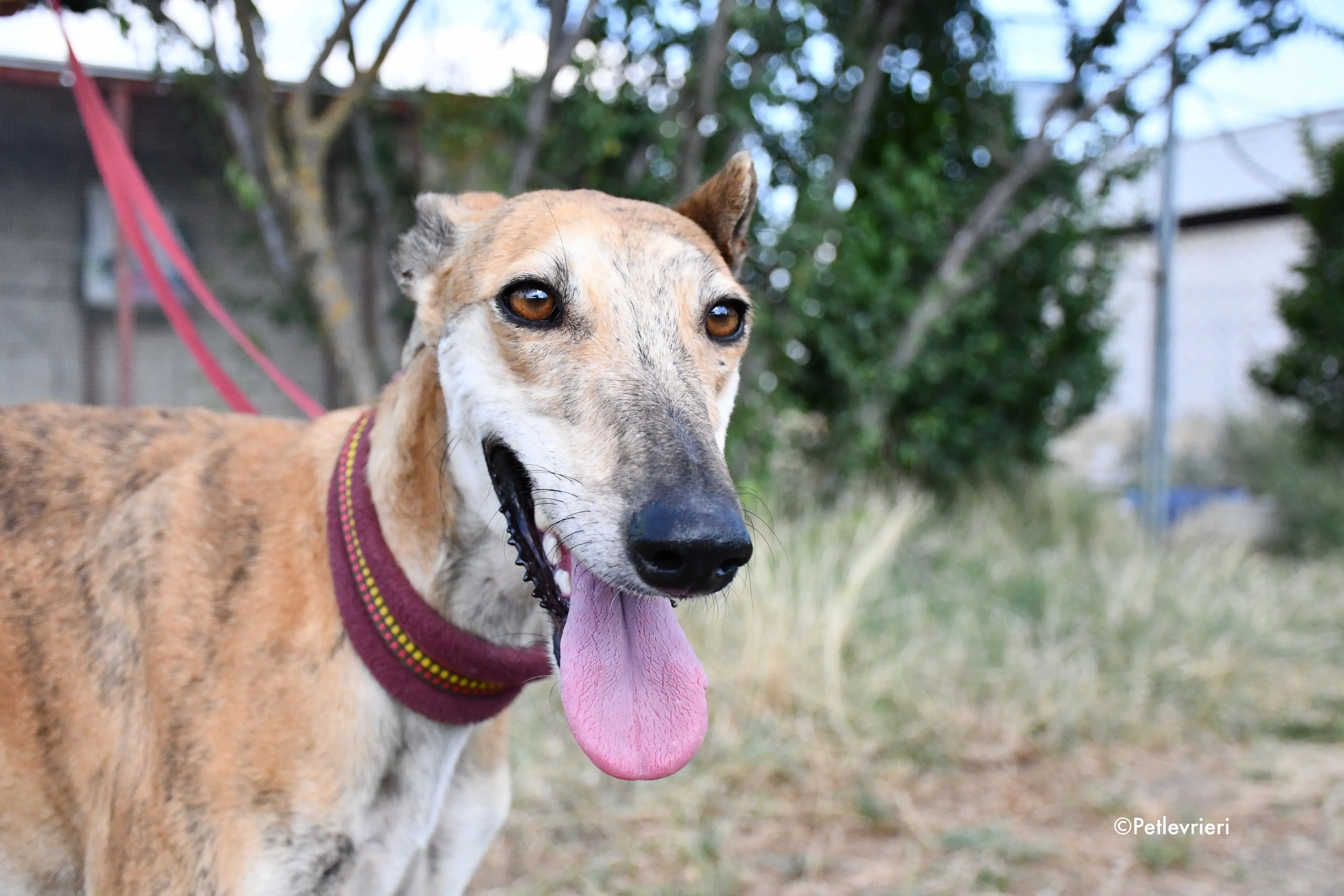 hero adozione levrieri galgo 3