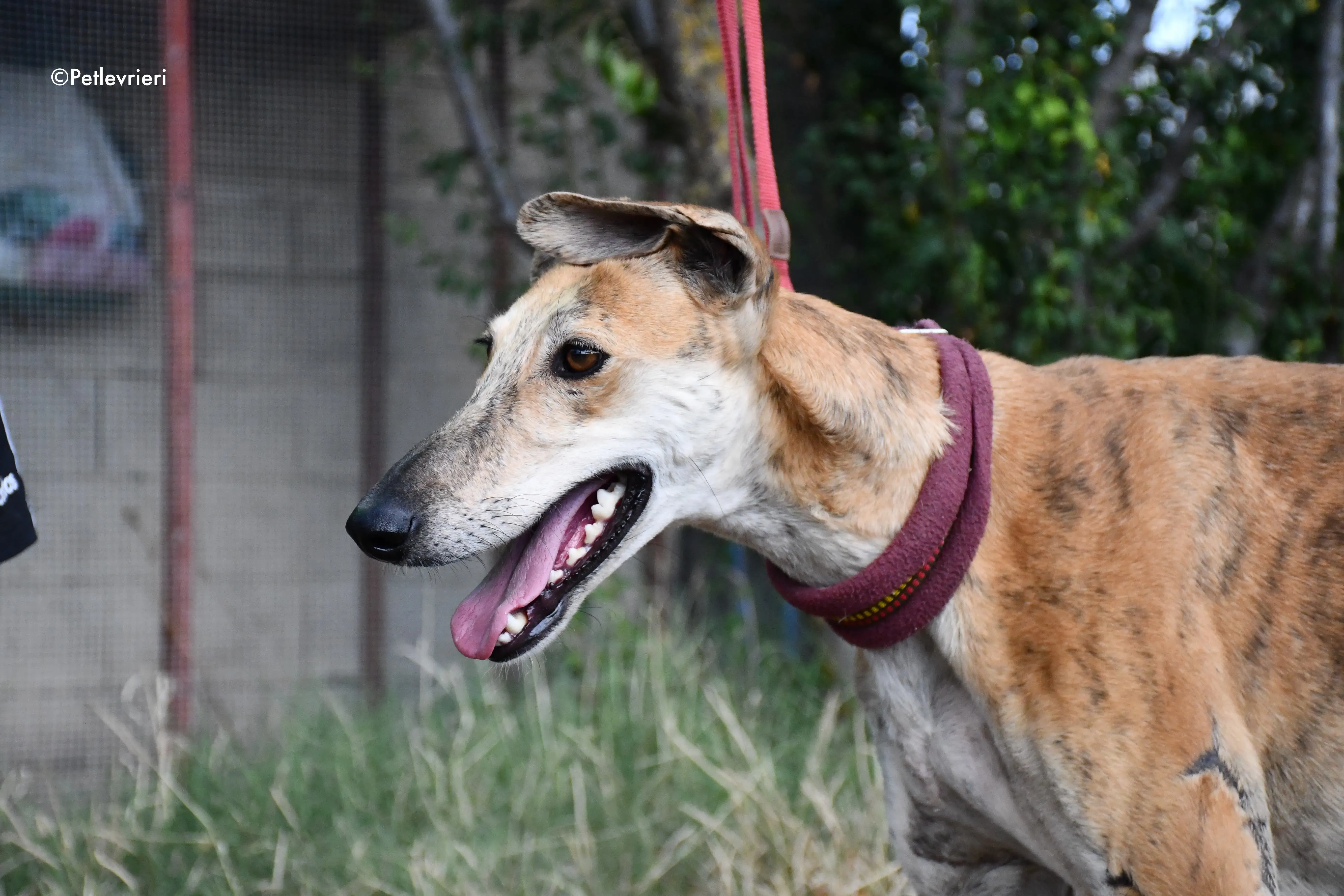 hero adozione levrieri galgo 5