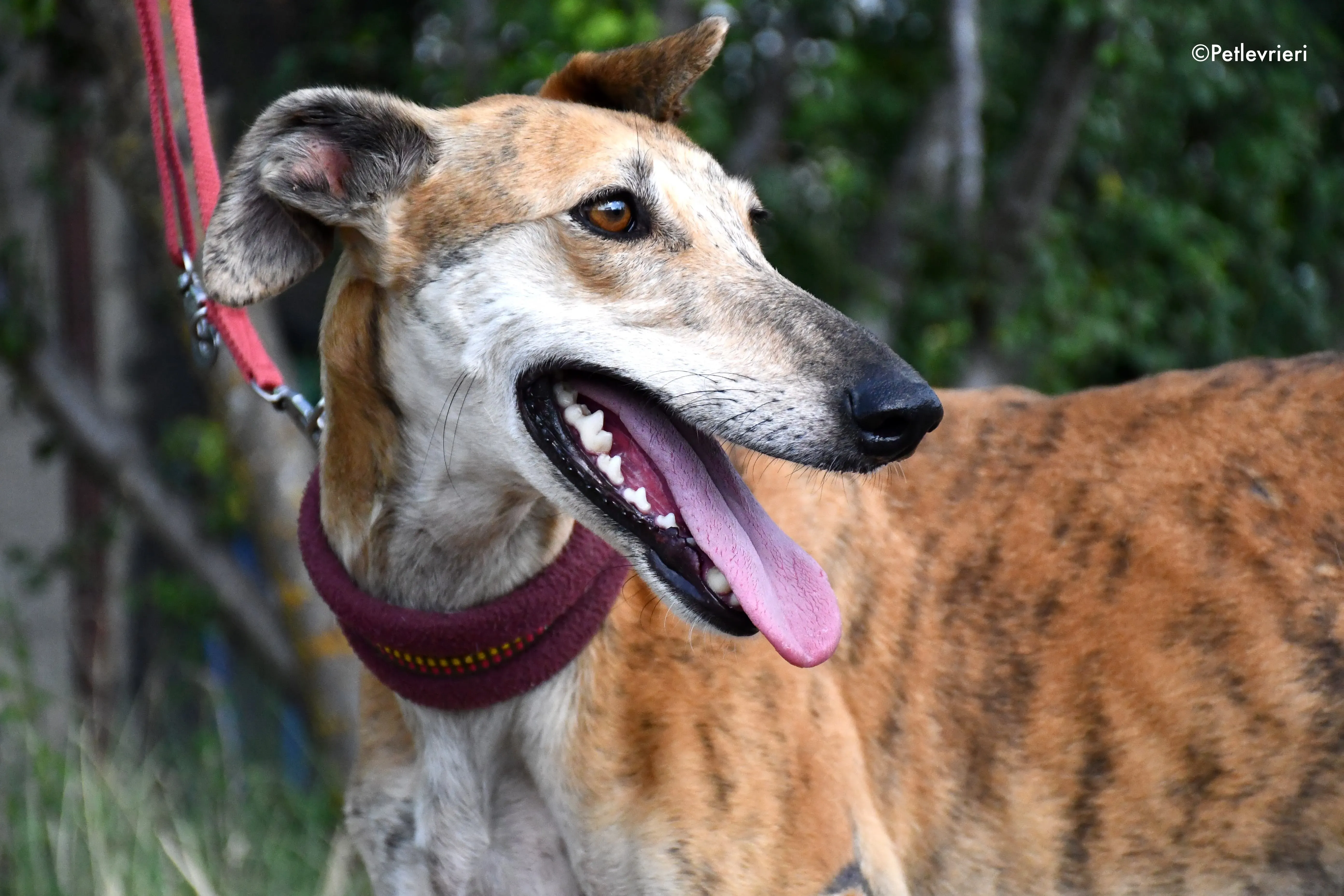 hero adozione levrieri galgo 7