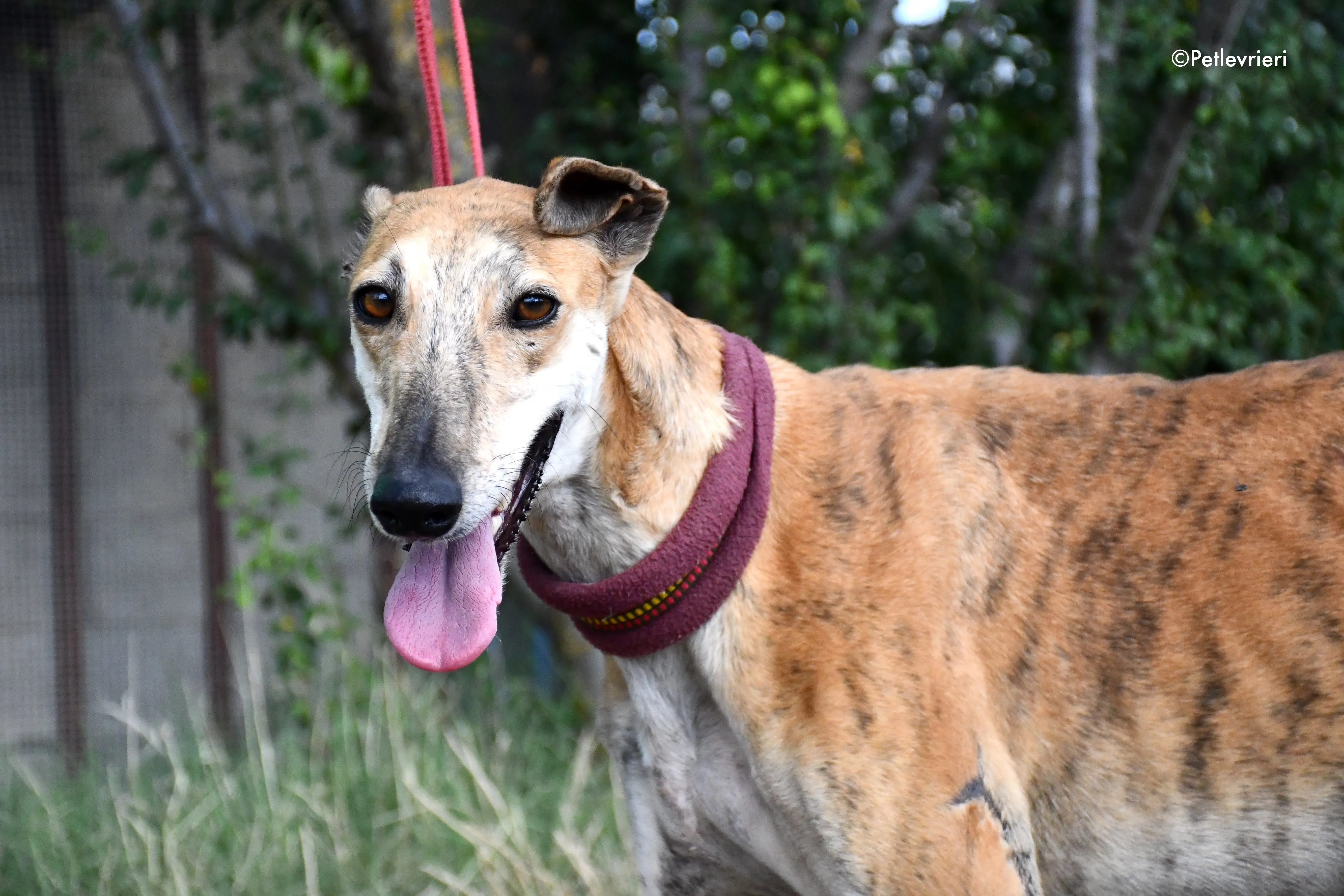 hero adozione levrieri galgo 8