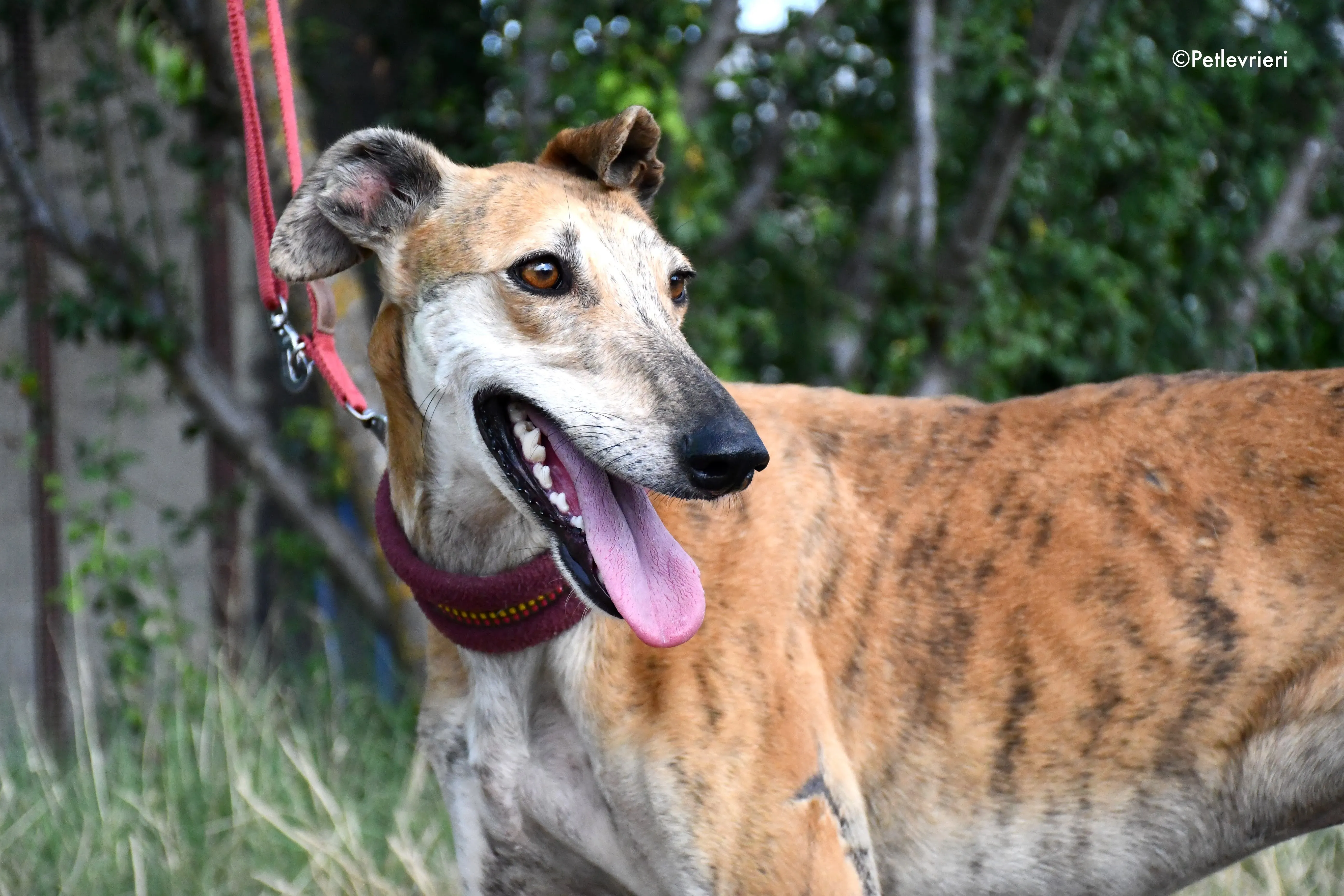 hero adozione levrieri galgo 9