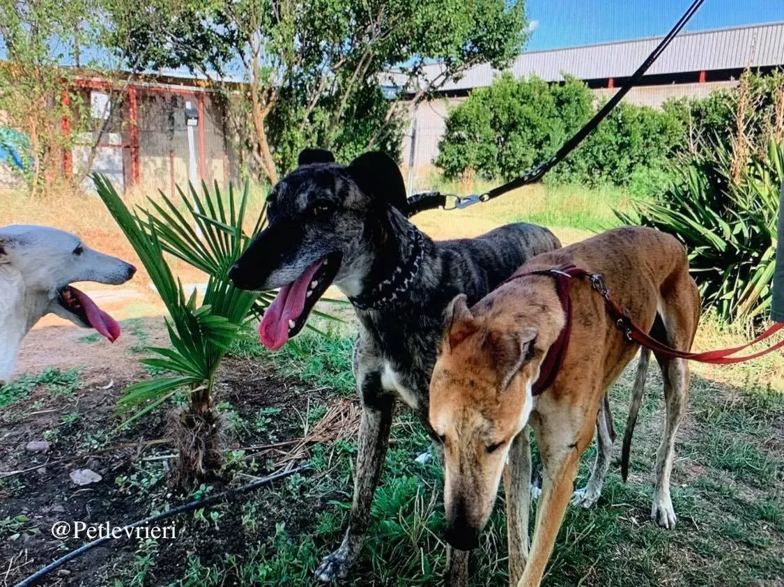 hero galgo adozione levrieri 1