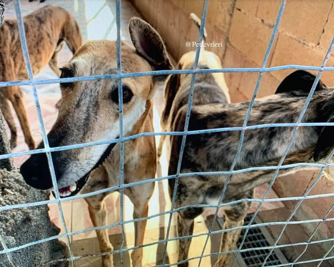 hero galgo adozione levrieri 2