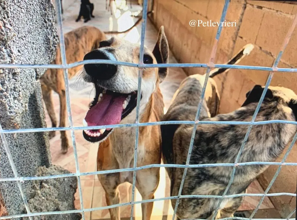 hero galgo adozione levrieri 3