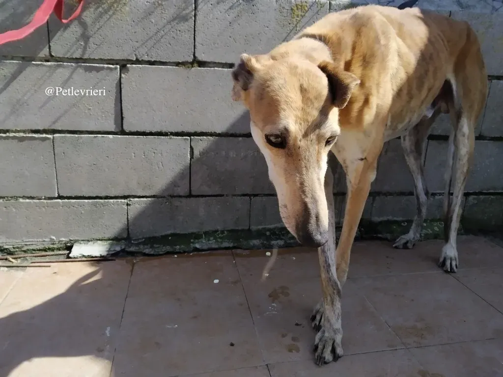 hero galgo adozione levrieri 4 1
