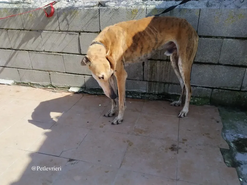 hero galgo adozione levrieri 5