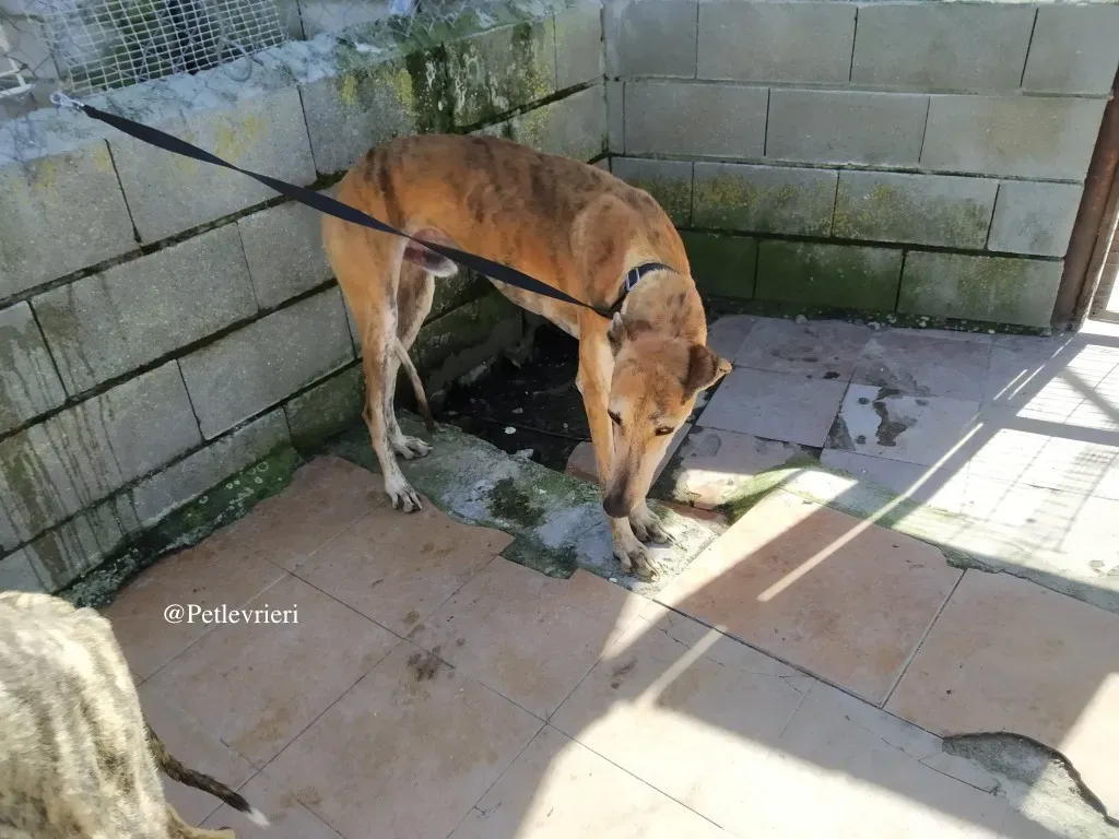 hero galgo adozione levrieri 6