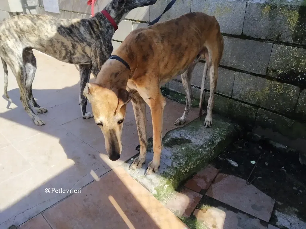 hero galgo adozione levrieri 7