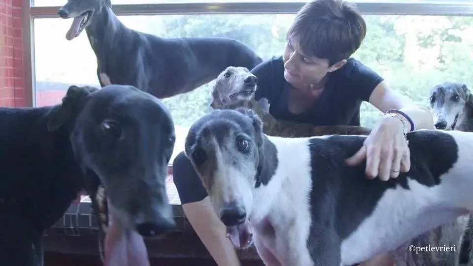 high maintenance adozione greyhound macao 1