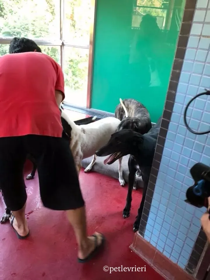 high maintenance adozione greyhound macao 2