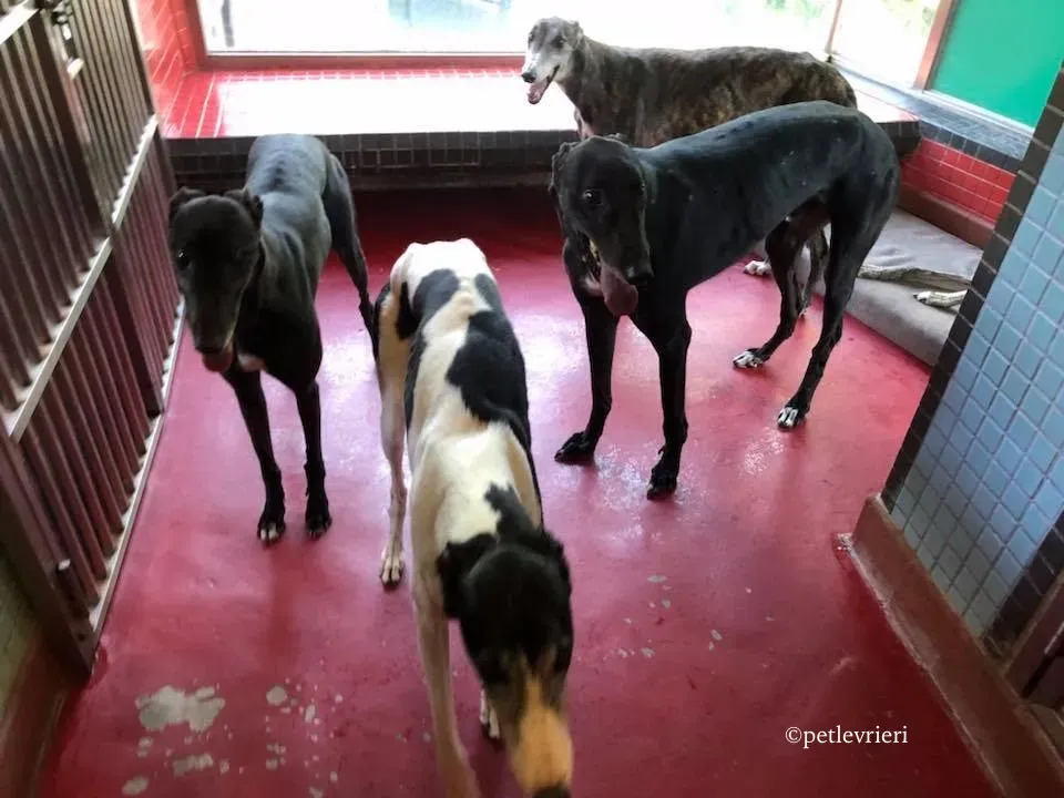 high maintenance adozione greyhound macao 3