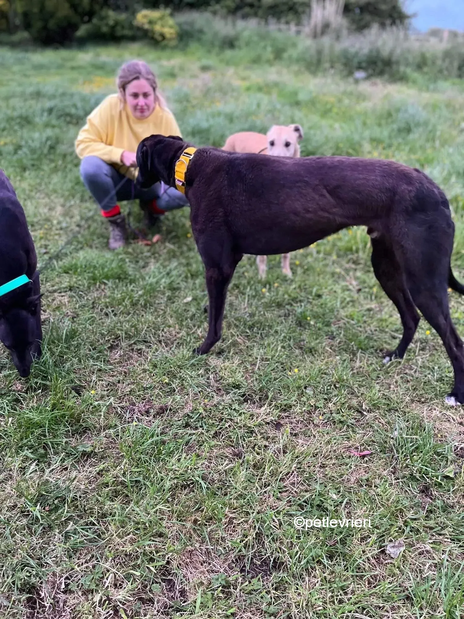 hogan greyhound adozione pet levrieri 02