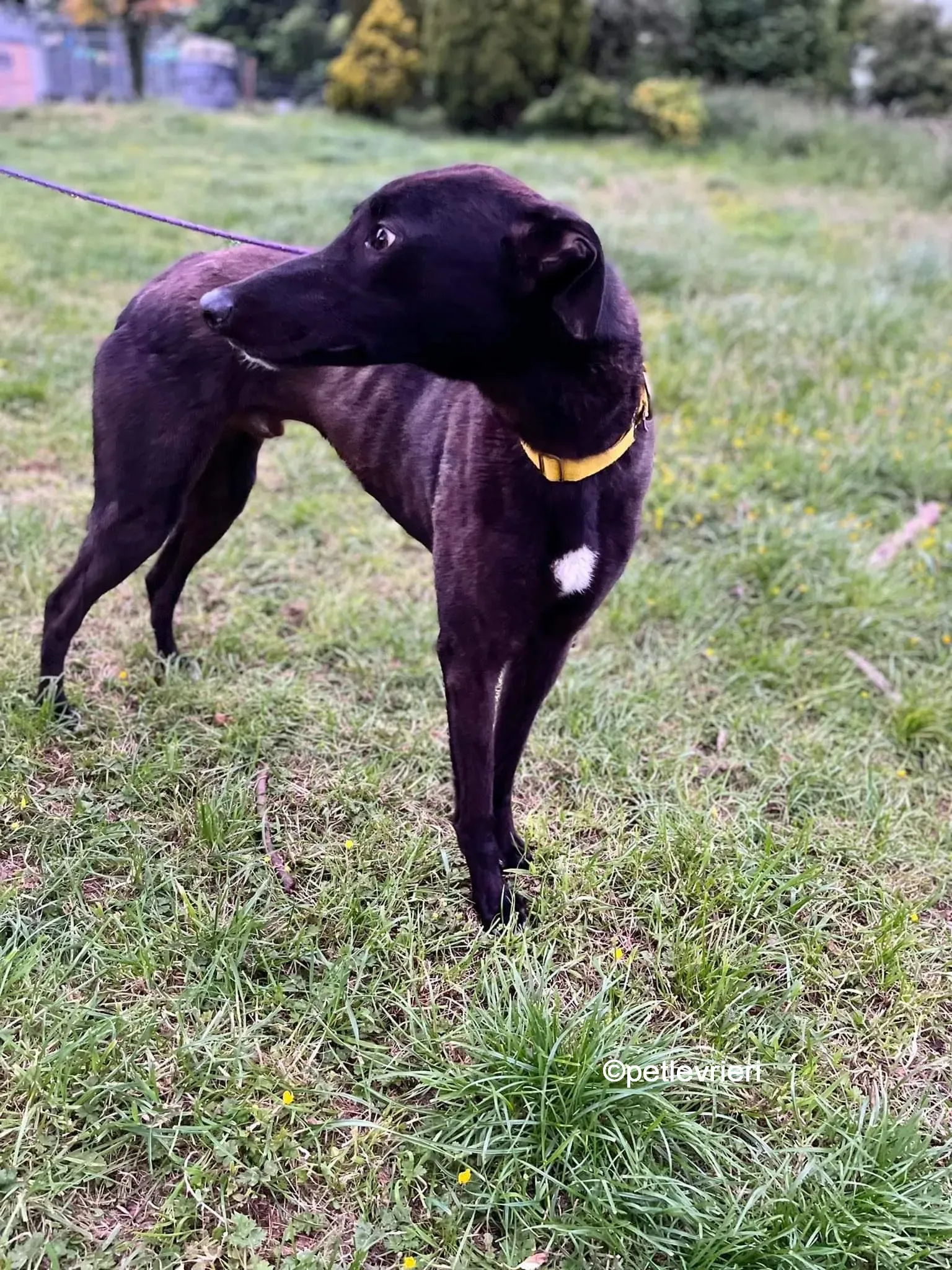 hogan greyhound adozione pet levrieri 05