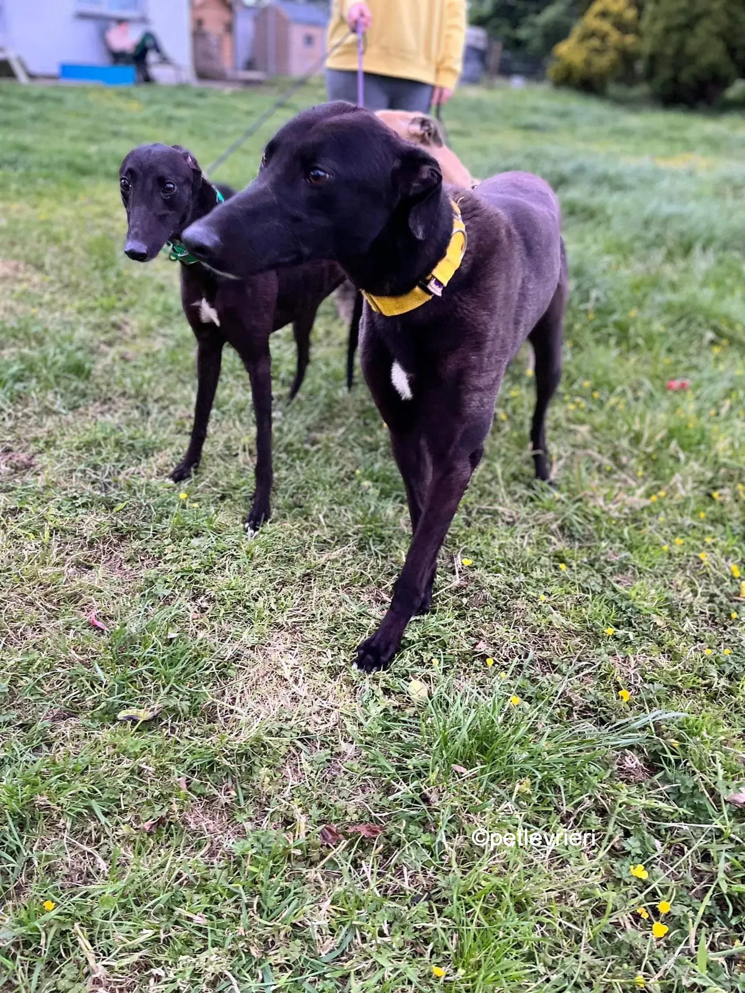 hogan greyhound adozione pet levrieri 06