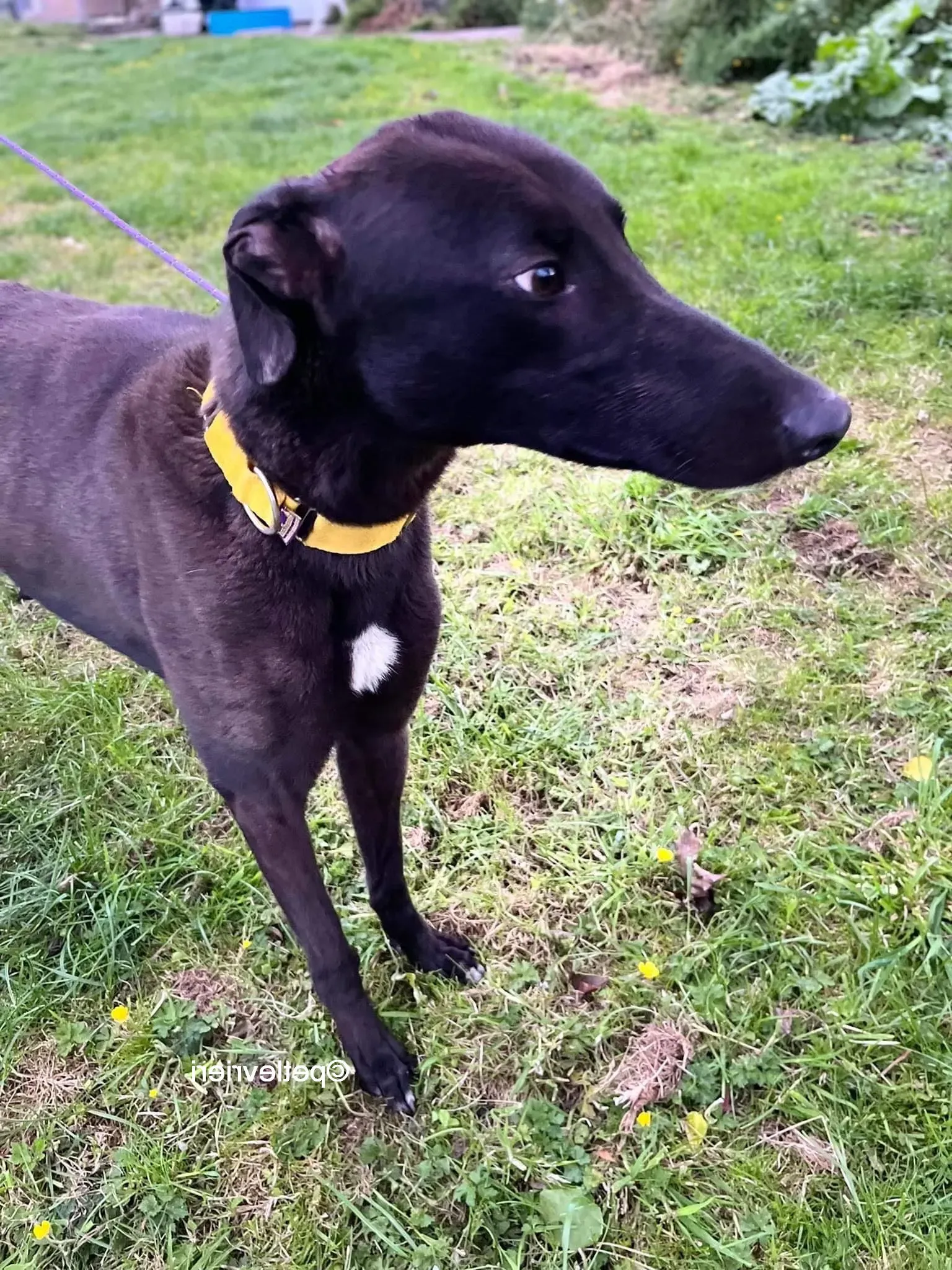 hogan greyhound adozione pet levrieri 07 e1655128684272