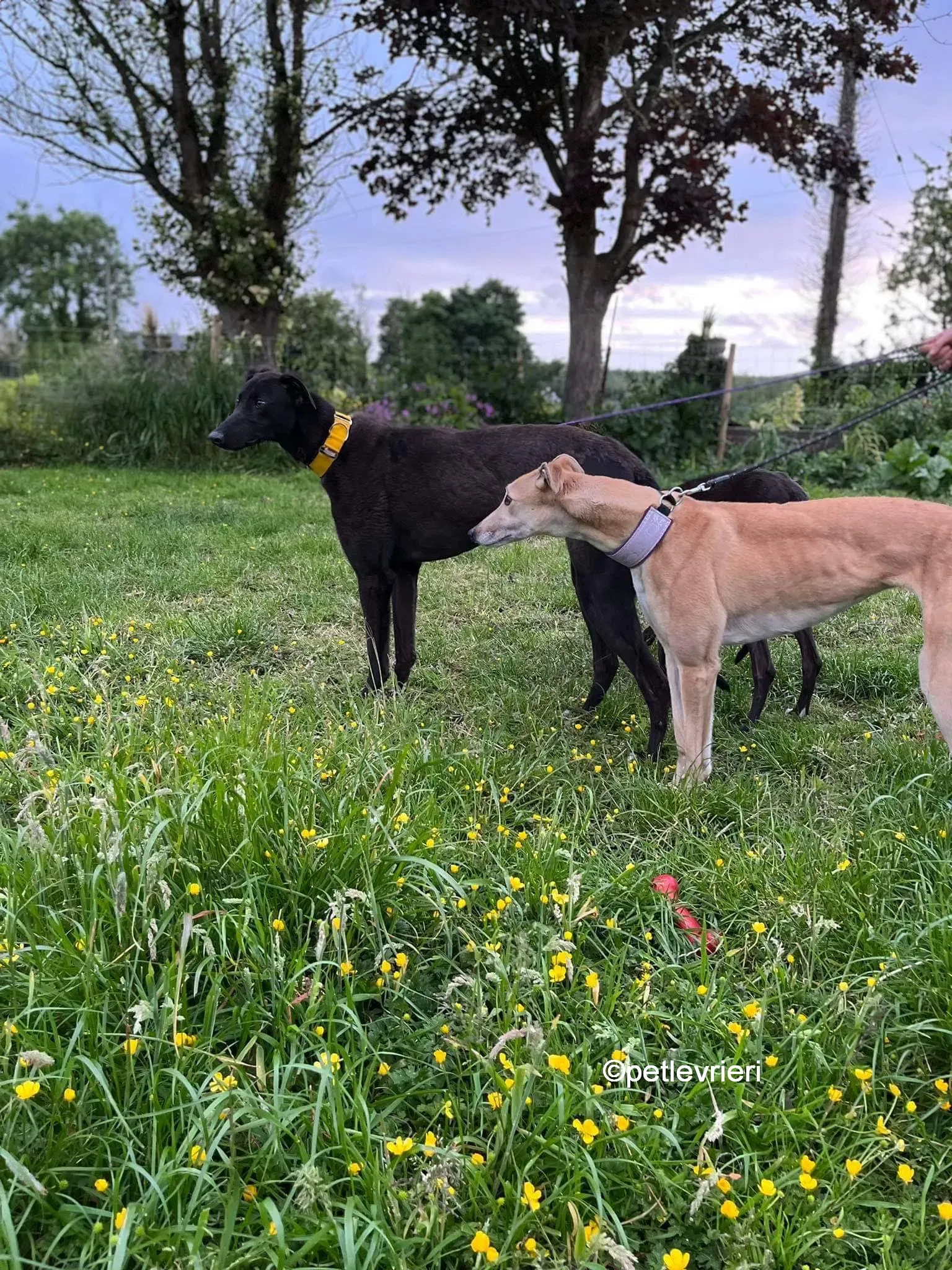 hogan greyhound adozione pet levrieri 08