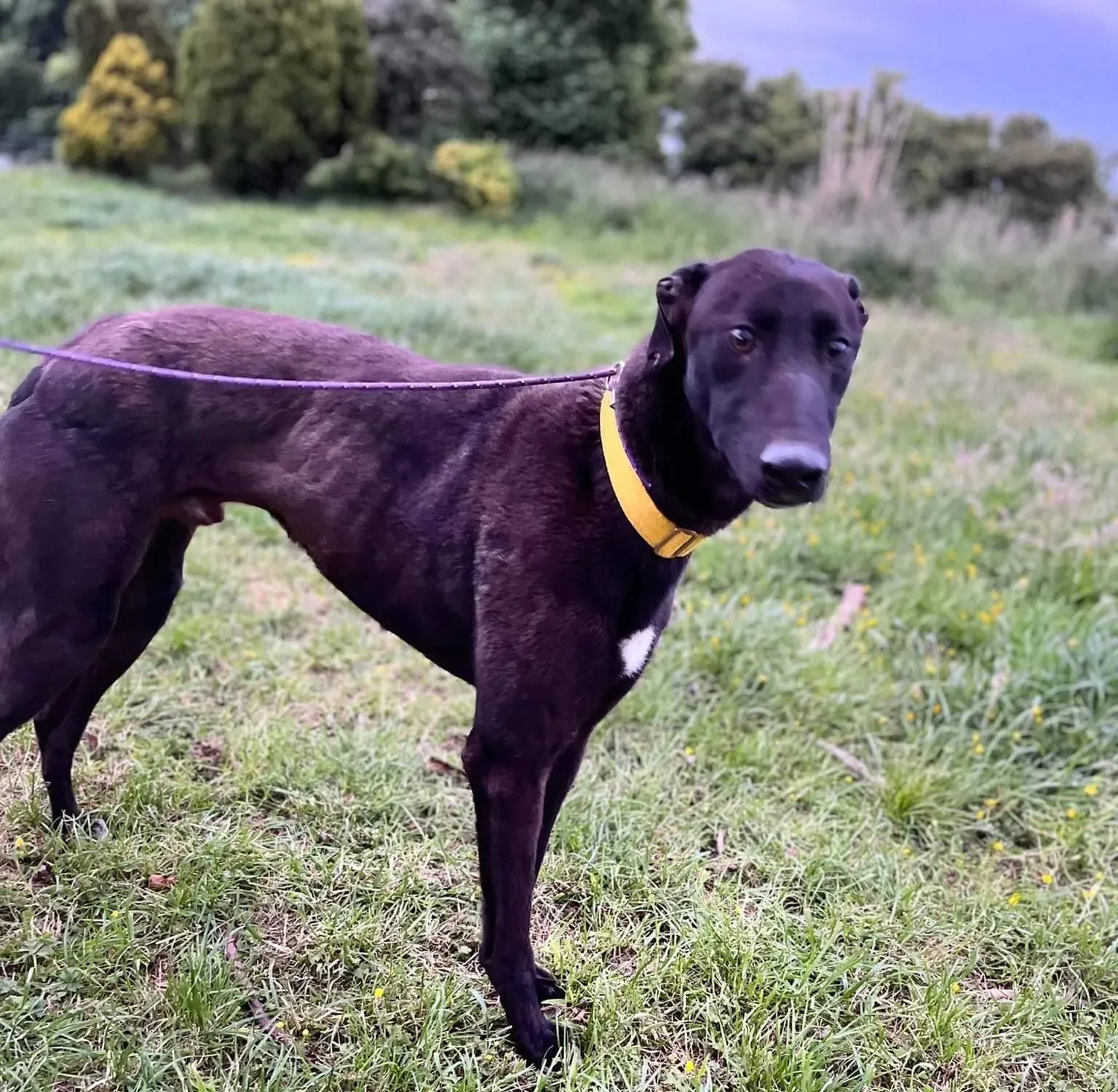 hogan greyhound adozione pet levrieri 09 e1664434557556