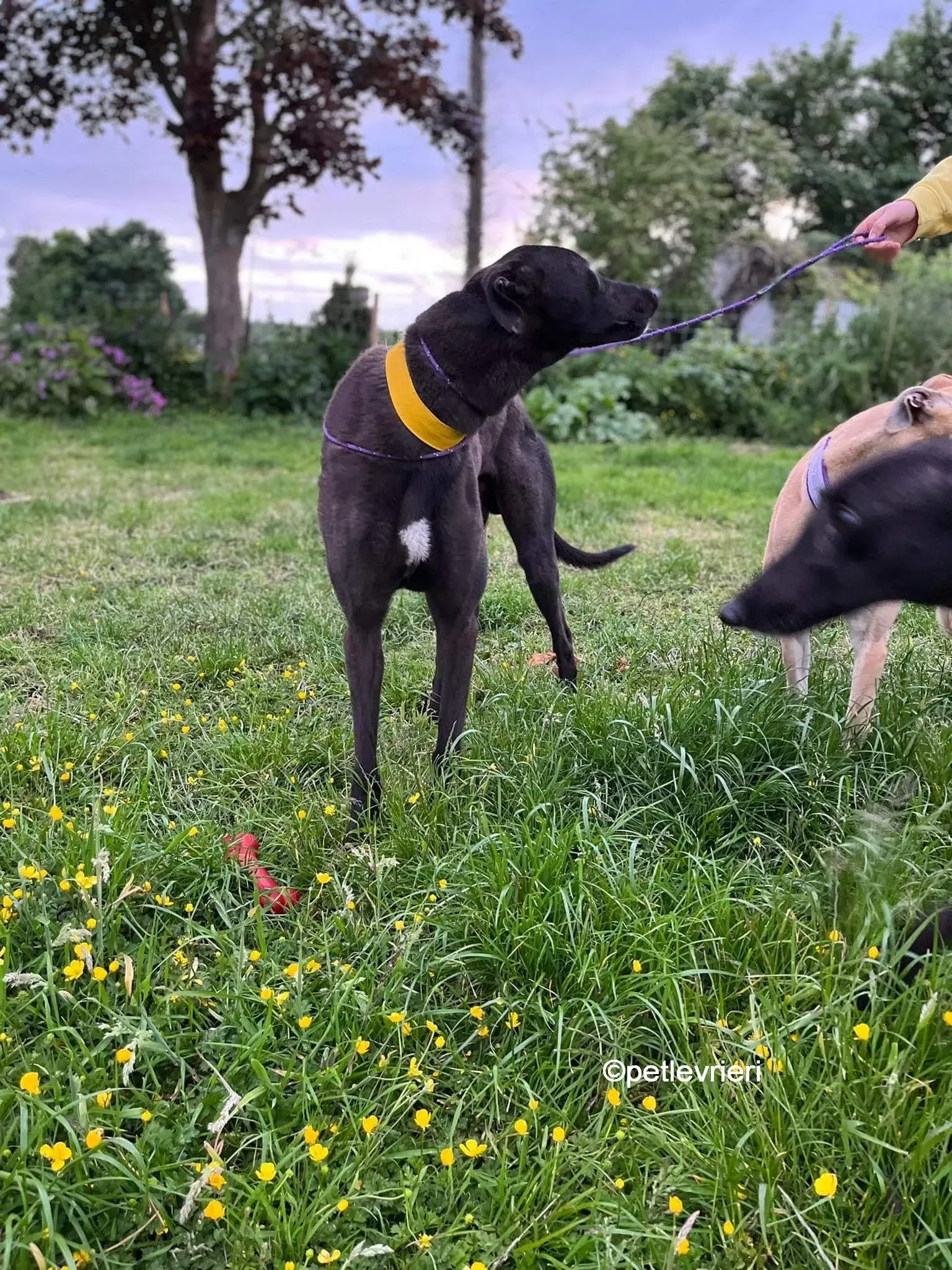 hogan greyhound adozione pet levrieri 10