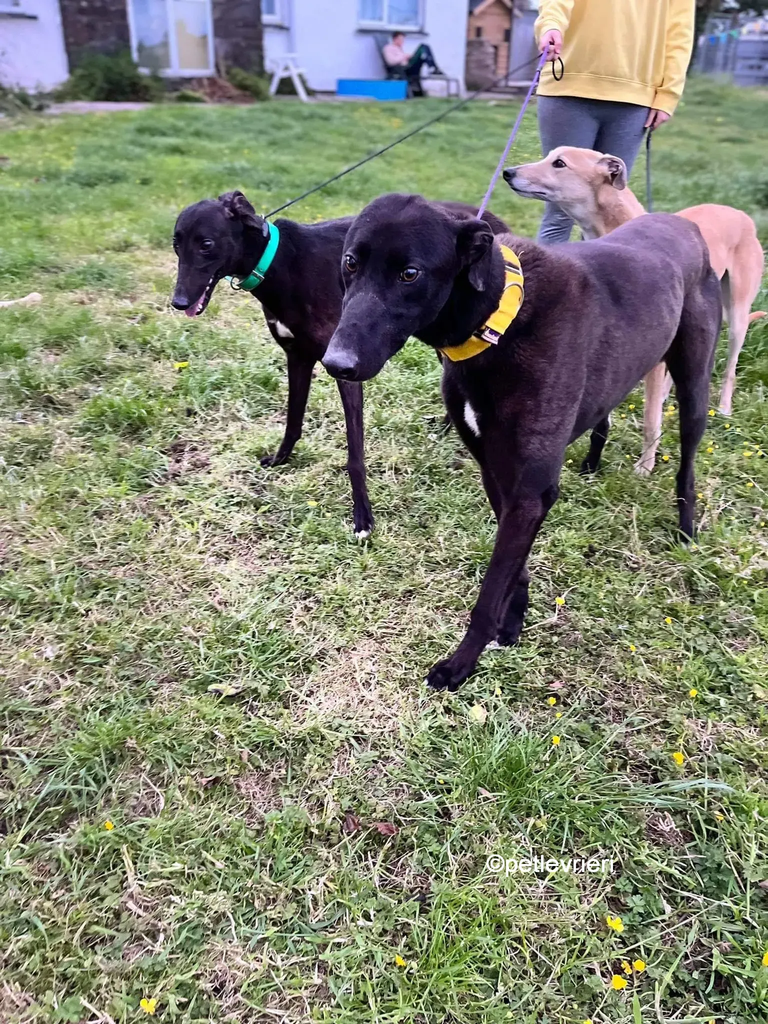 hogan greyhound adozione pet levrieri 11