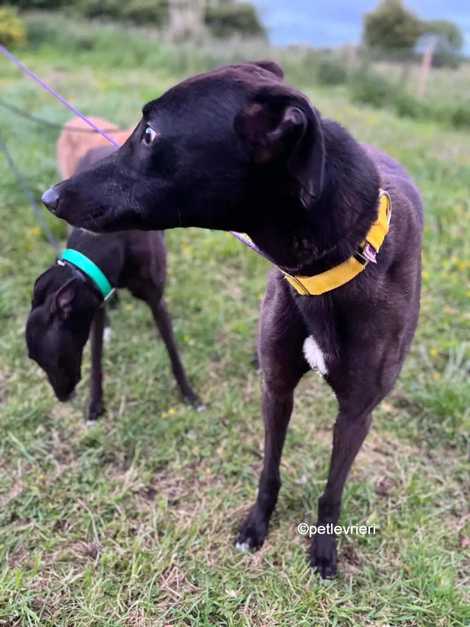 hogan greyhound adozione pet levrieri 12