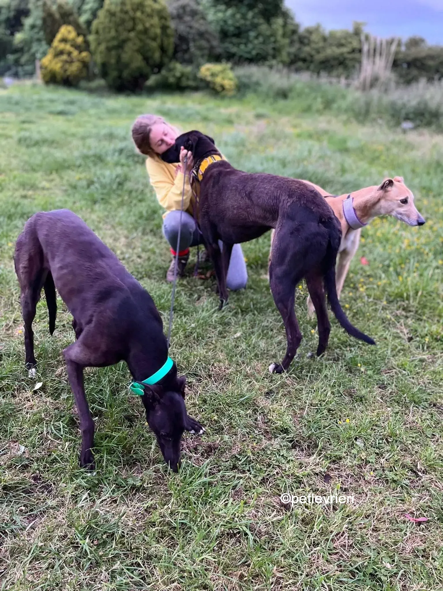 hogan greyhound adozione pet levrieri 13