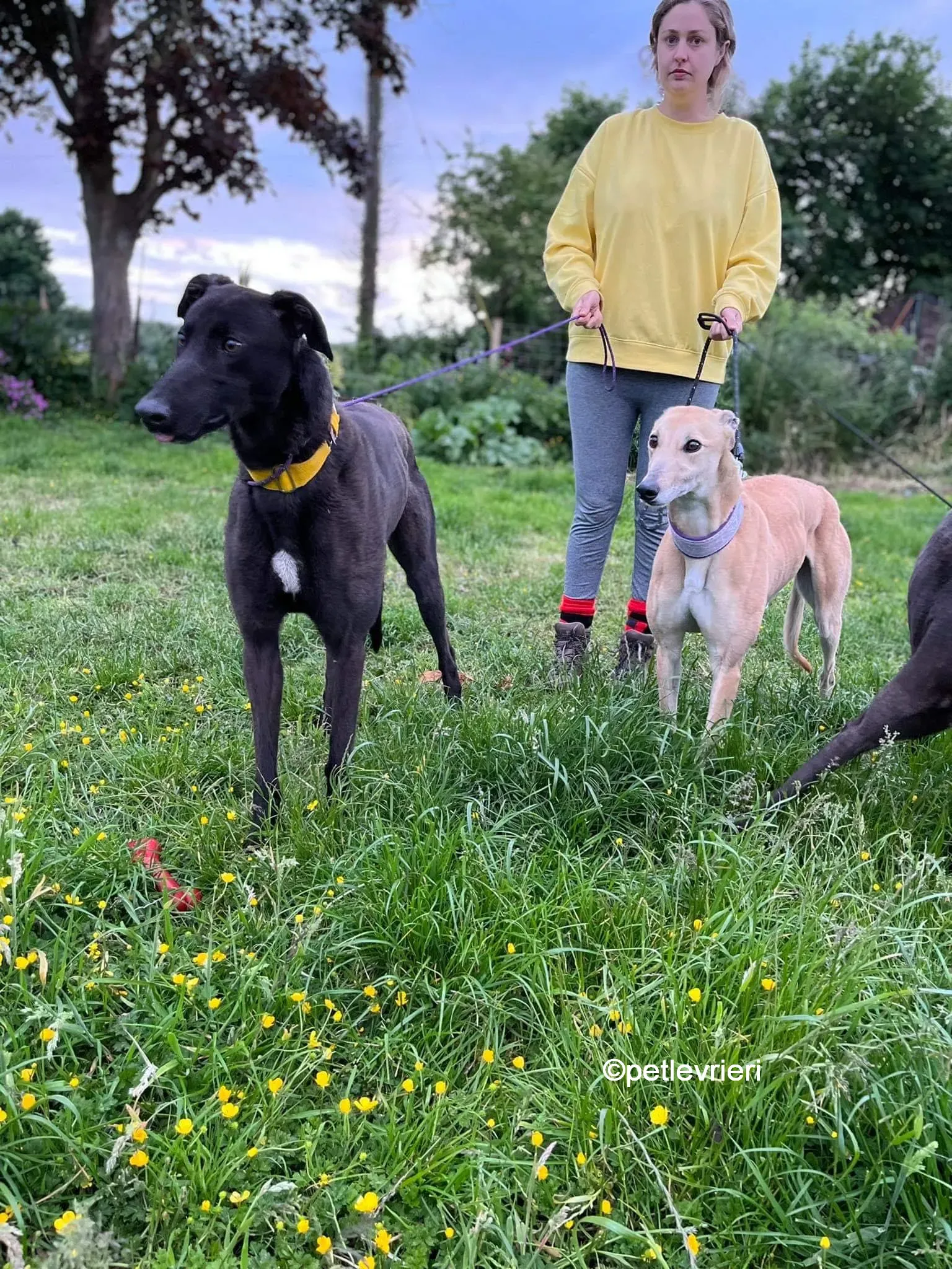 hogan greyhound adozione pet levrieri 14