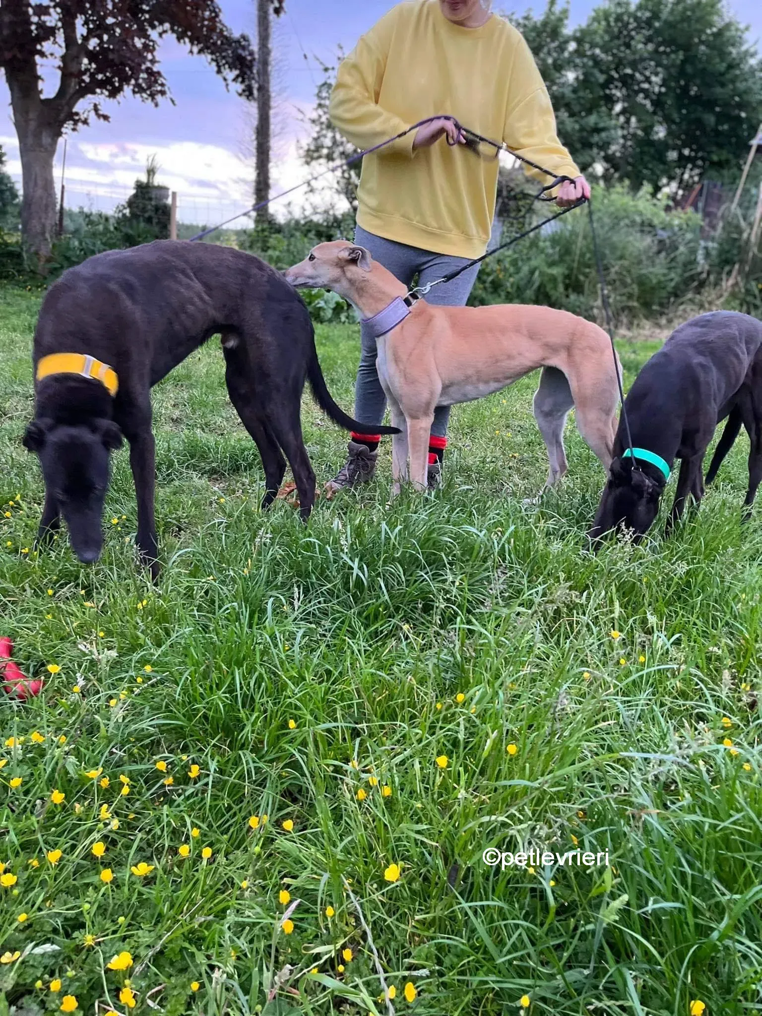 hogan greyhound adozione pet levrieri 16