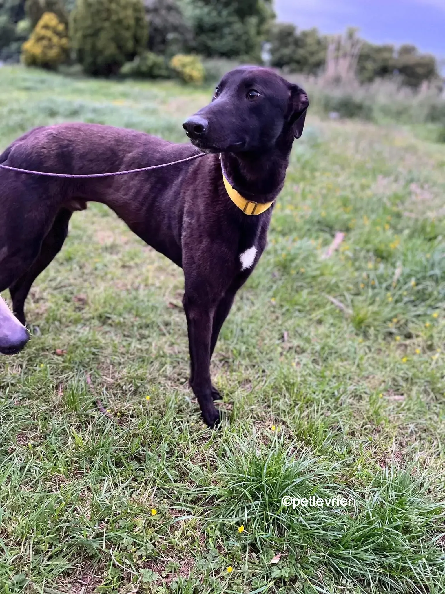 hogan greyhound adozione pet levrieri 18