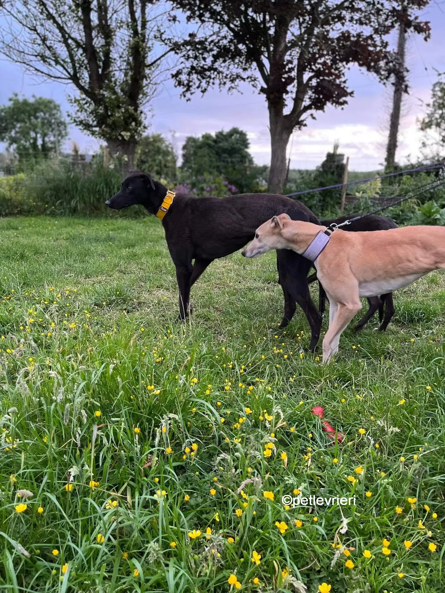 hogan greyhound adozione pet levrieri 19