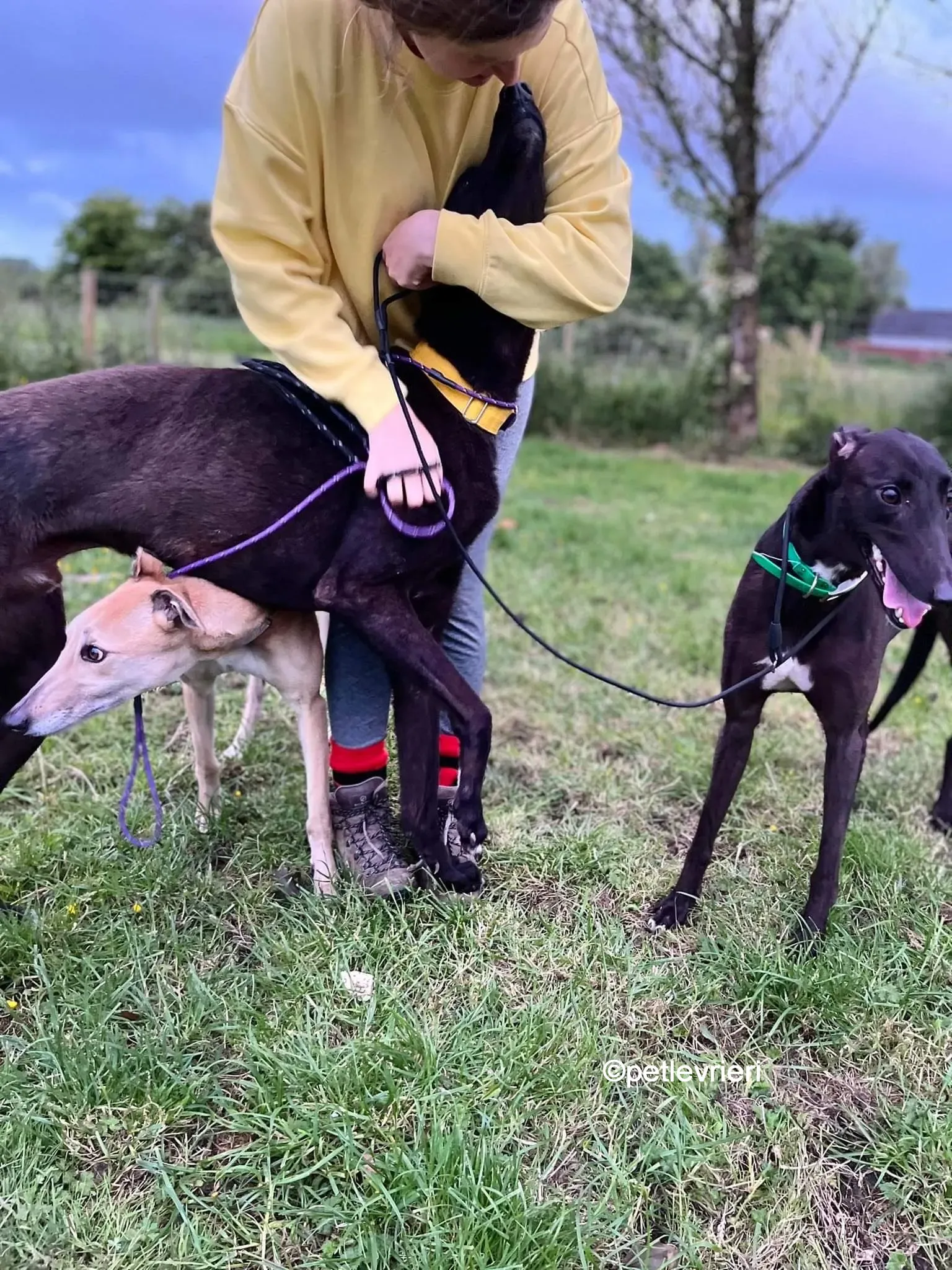 hogan greyhound adozione pet levrieri 20