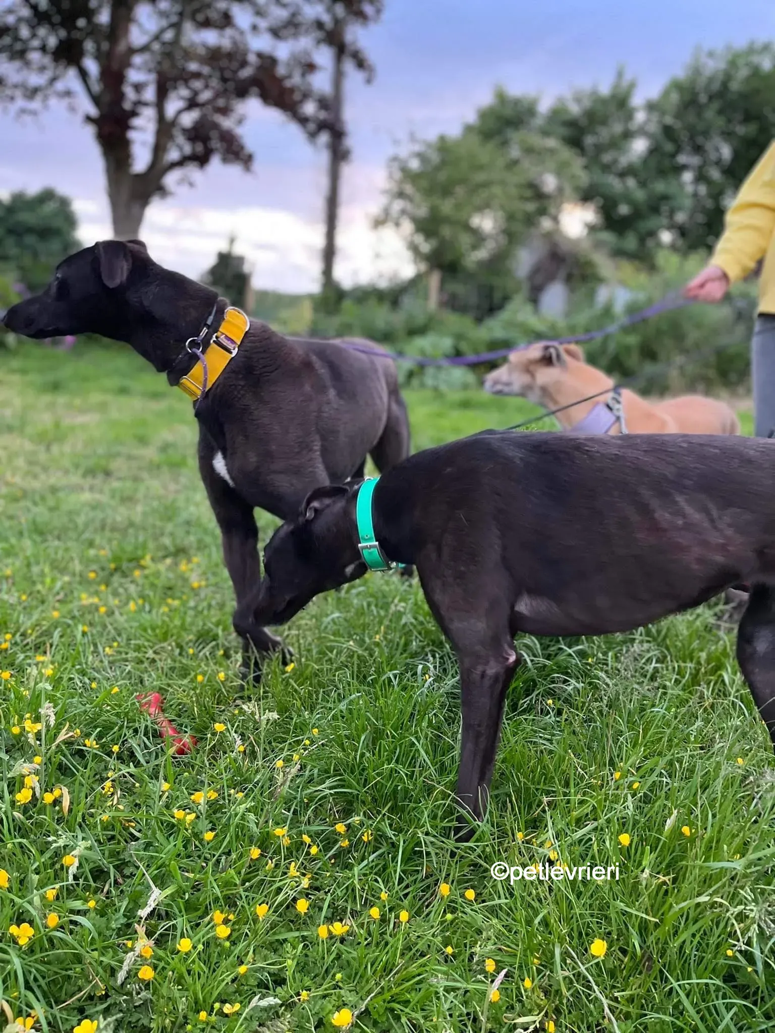 hogan greyhound adozione pet levrieri 21