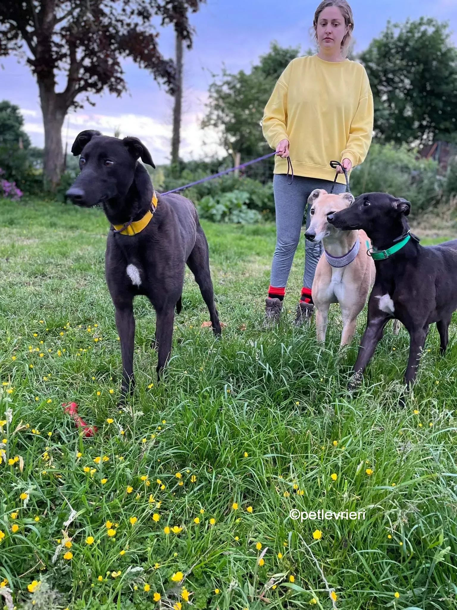 hogan greyhound adozione pet levrieri 22