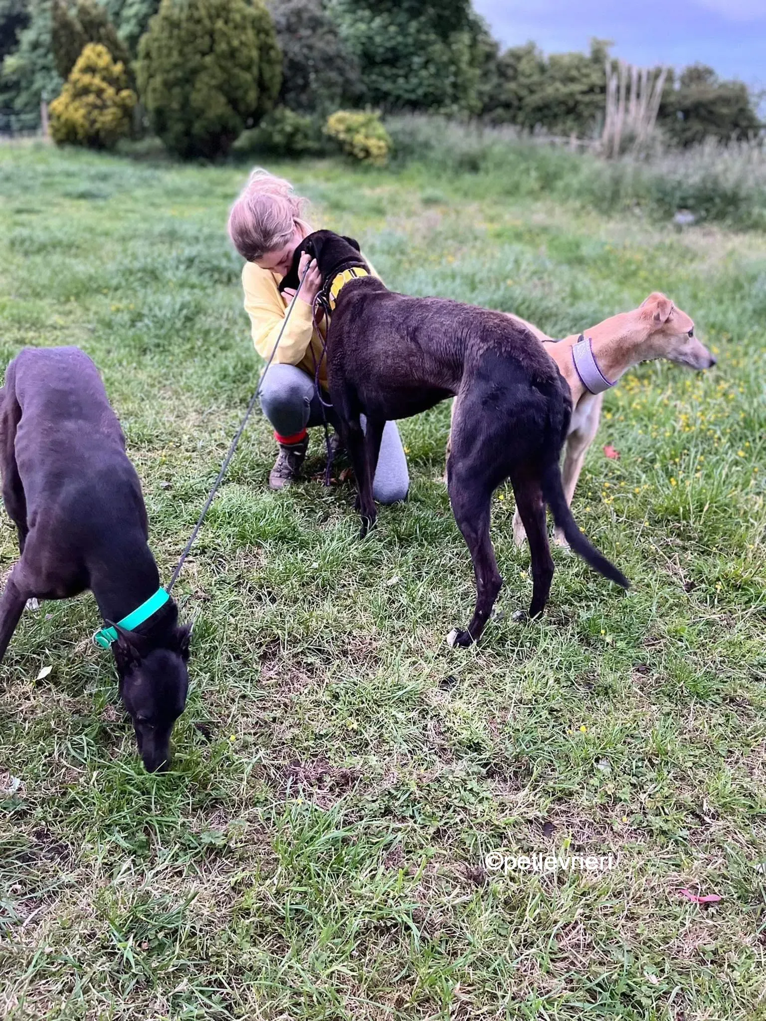 hogan greyhound adozione pet levrieri 25