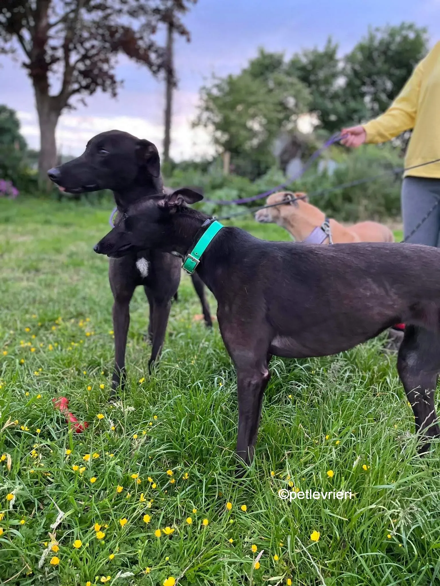 hogan greyhound adozione pet levrieri 26