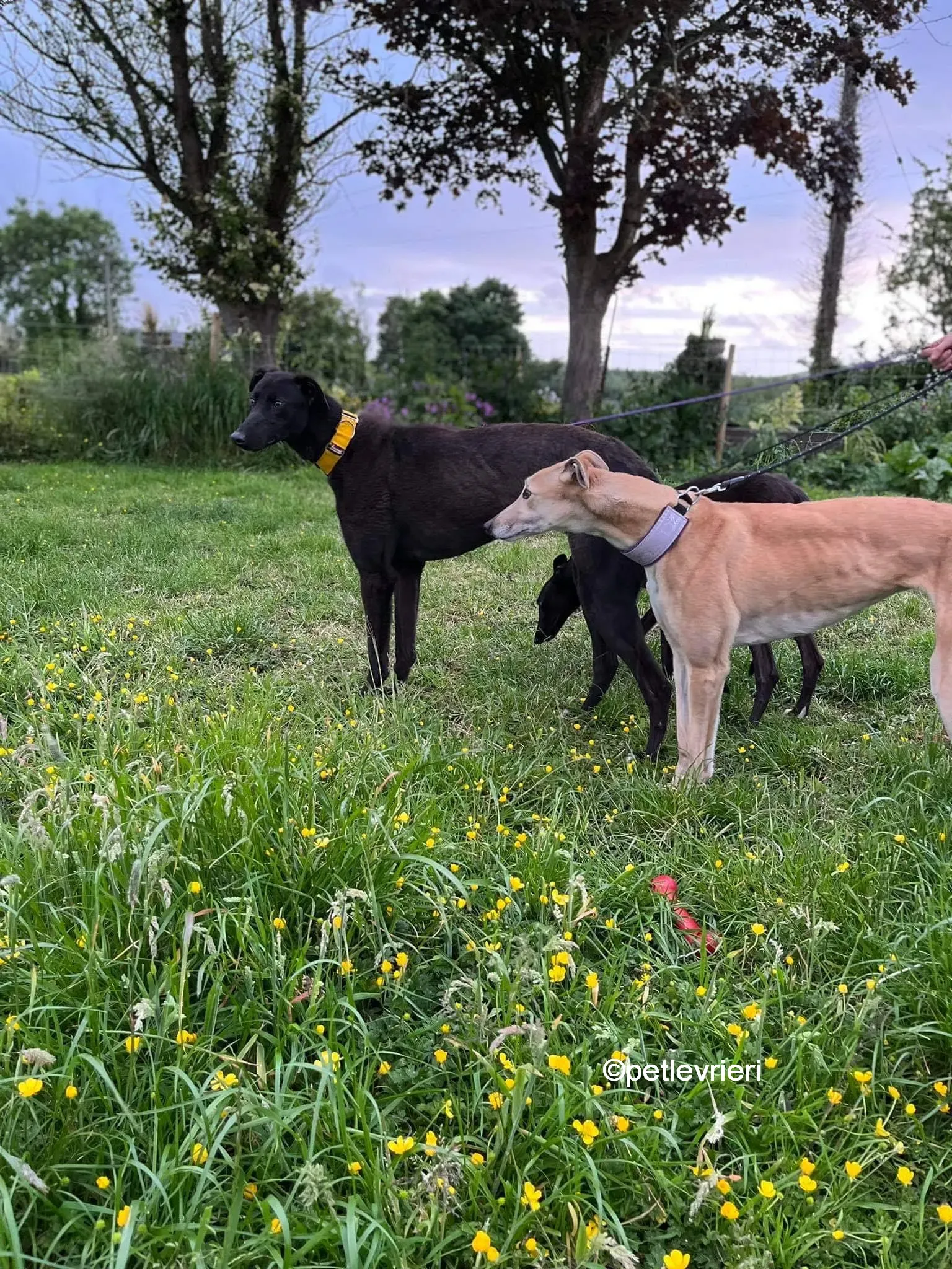 hogan greyhound adozione pet levrieri 27