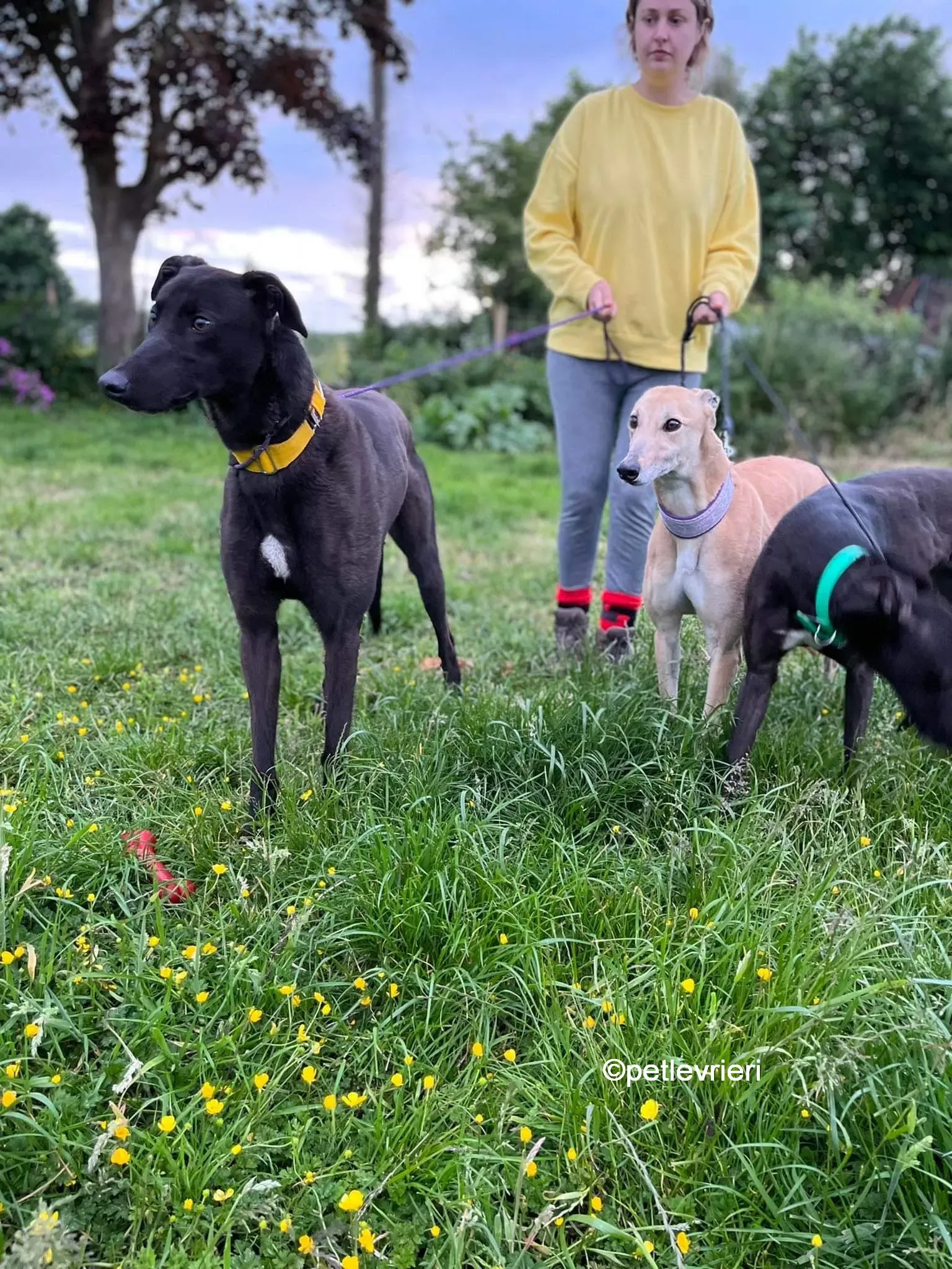 hogan greyhound adozione pet levrieri 28