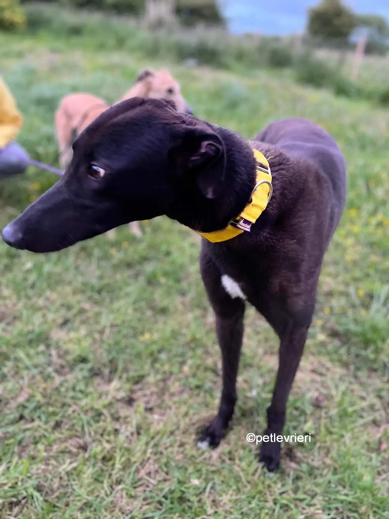 hogan greyhound adozione pet levrieri 29