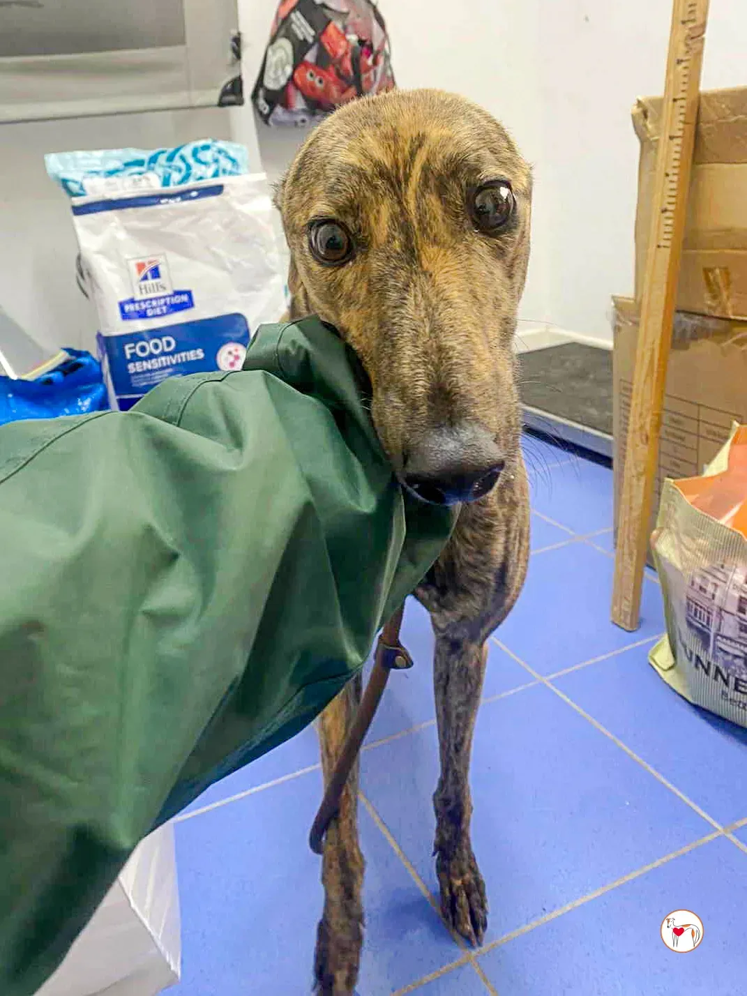 holly grey adozione 01