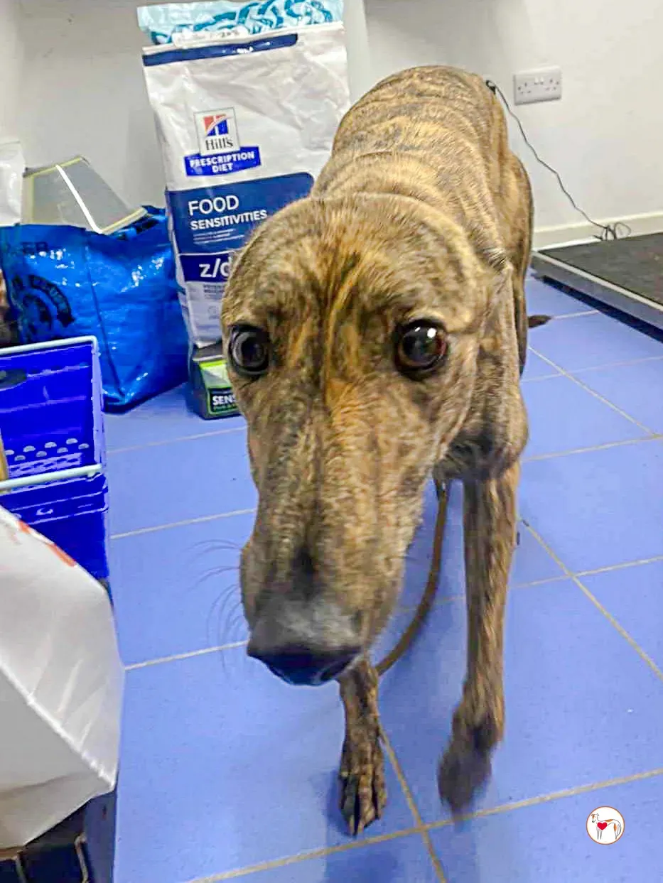 holly grey adozione 02