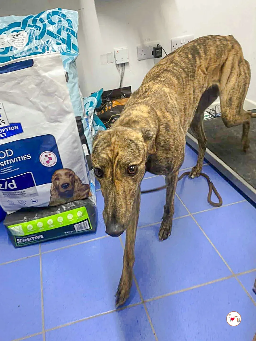 holly grey adozione 03