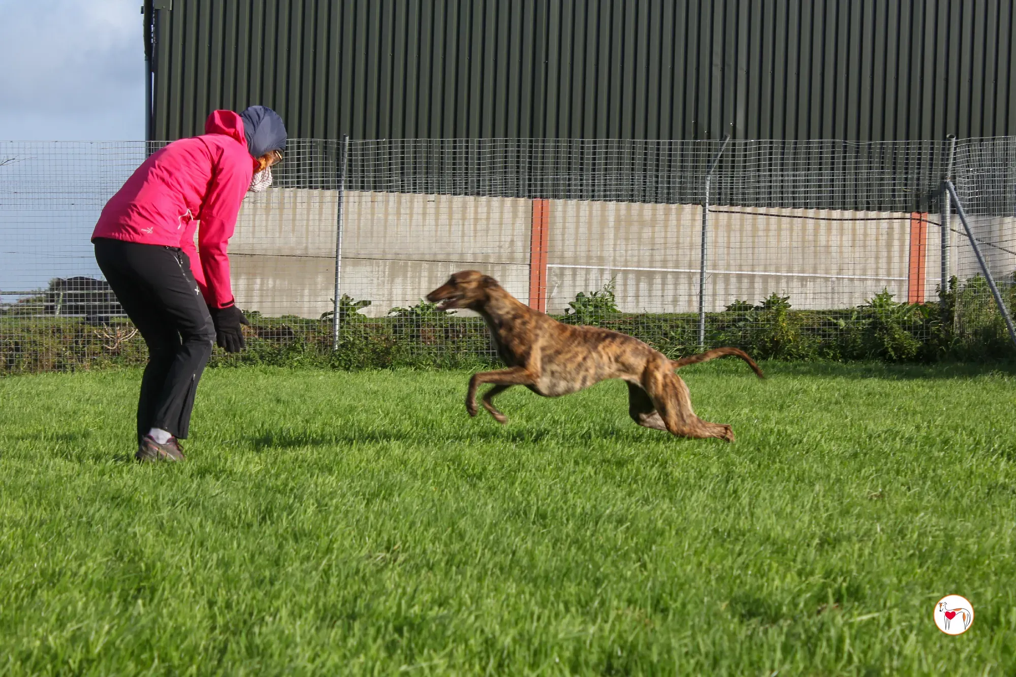 holly grey adozione 11