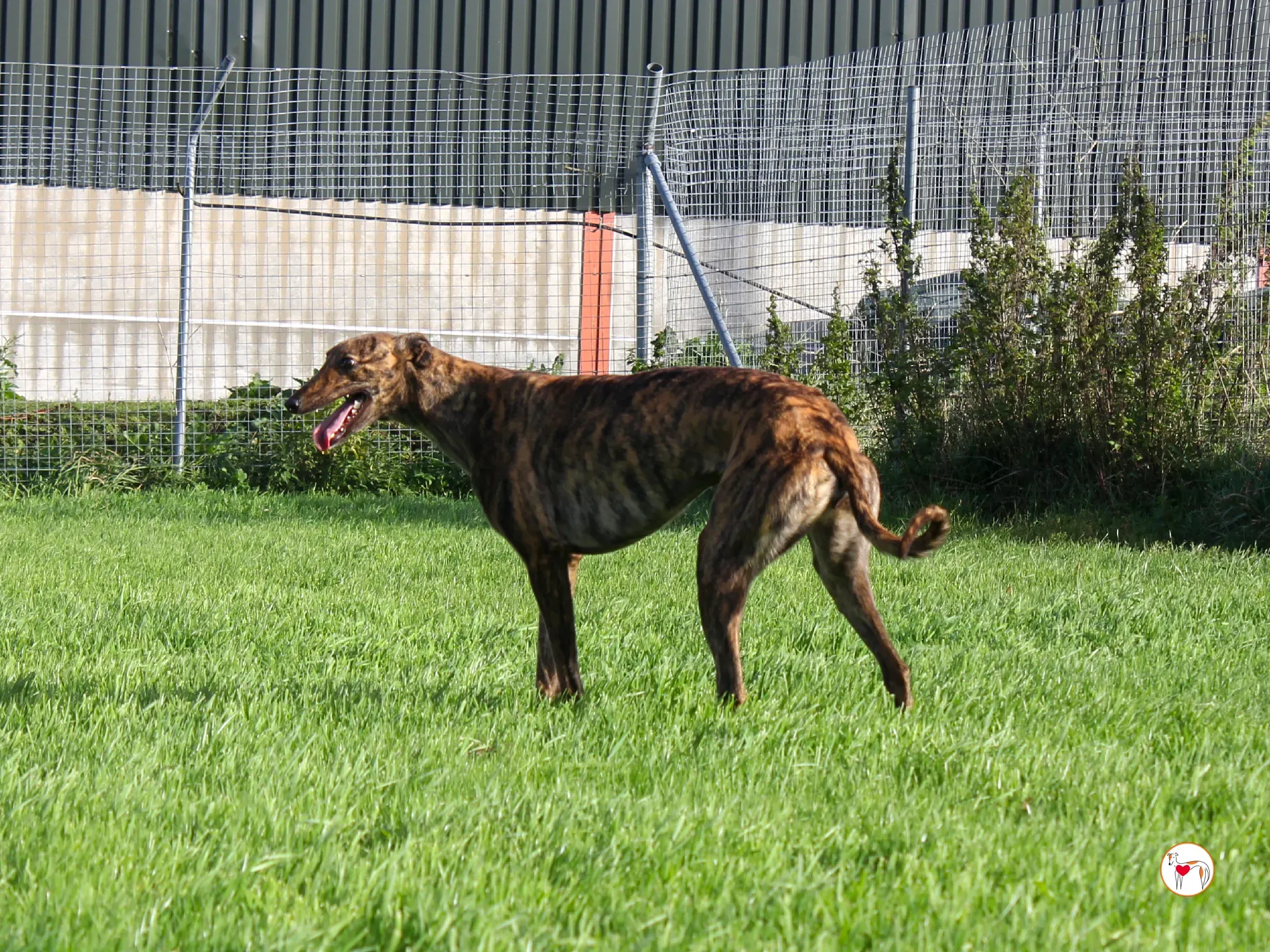 holly grey adozione 12