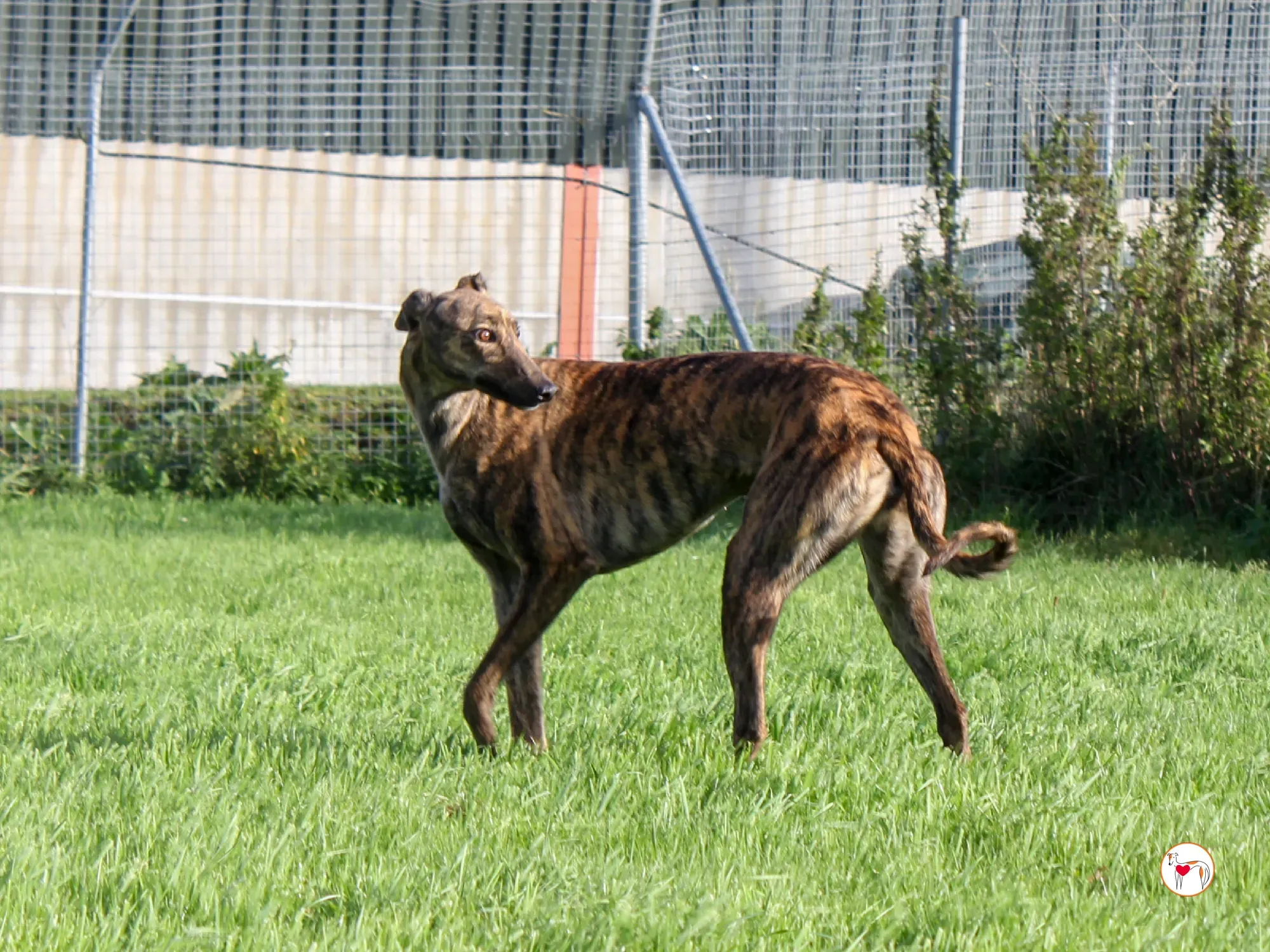 holly grey adozione 13