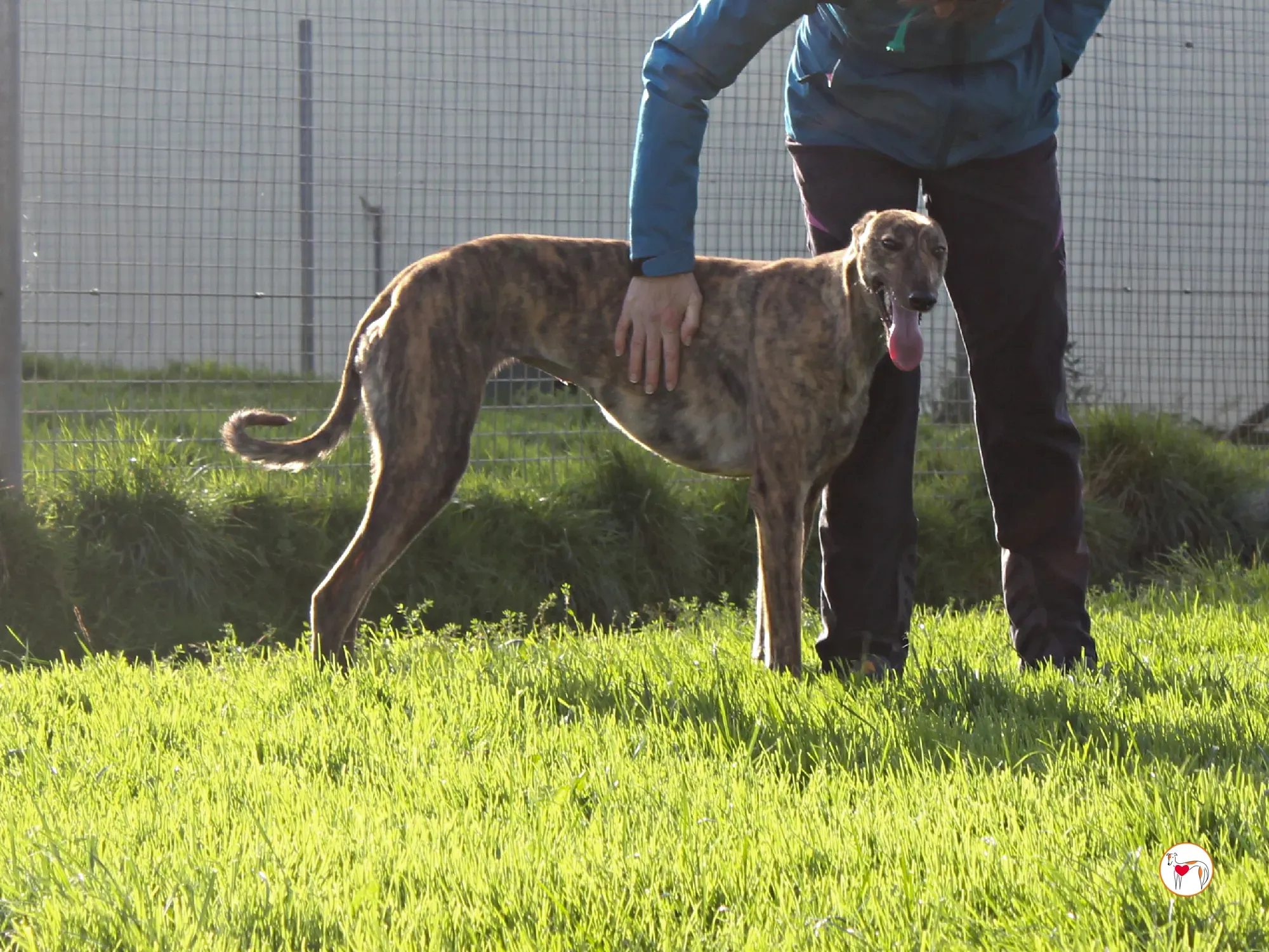 holly grey adozione 14