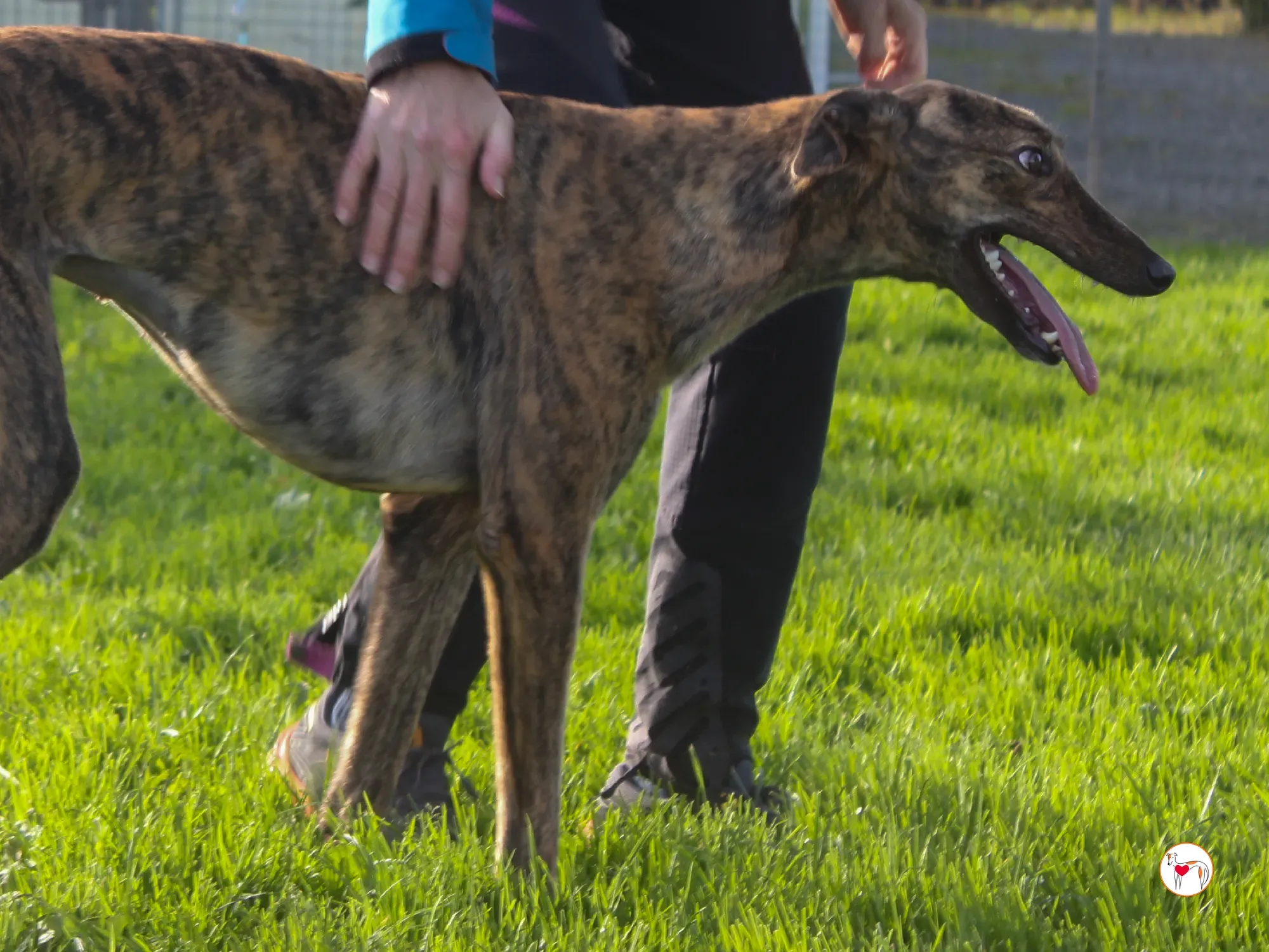 holly grey adozione 15