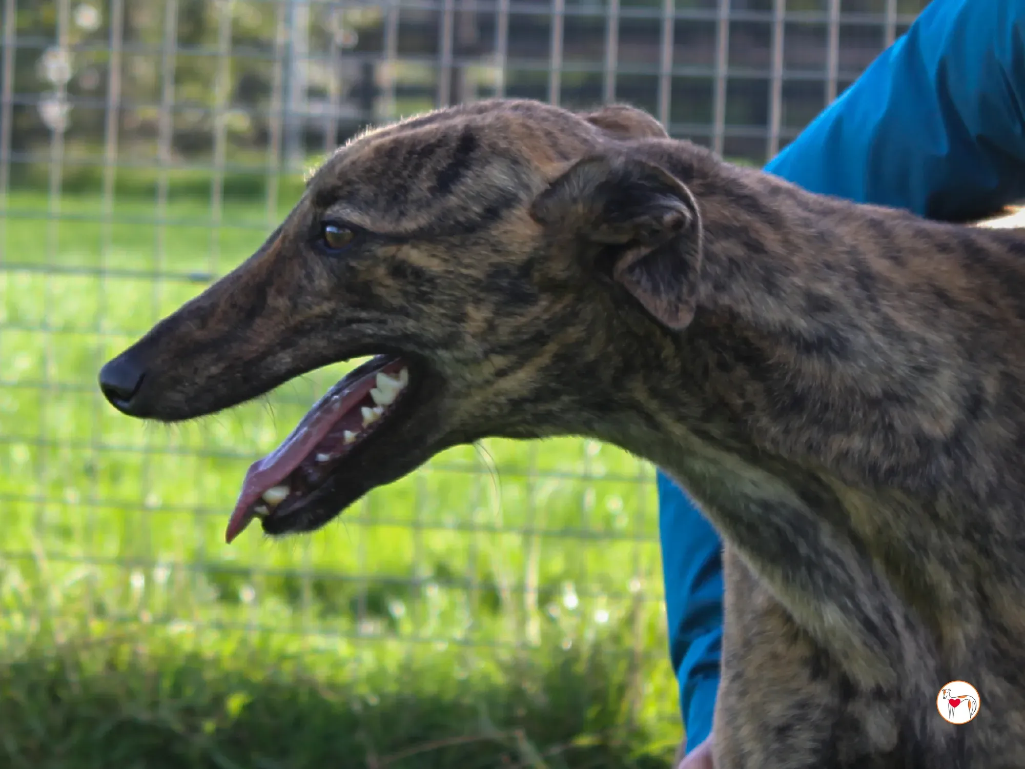 holly grey adozione 16