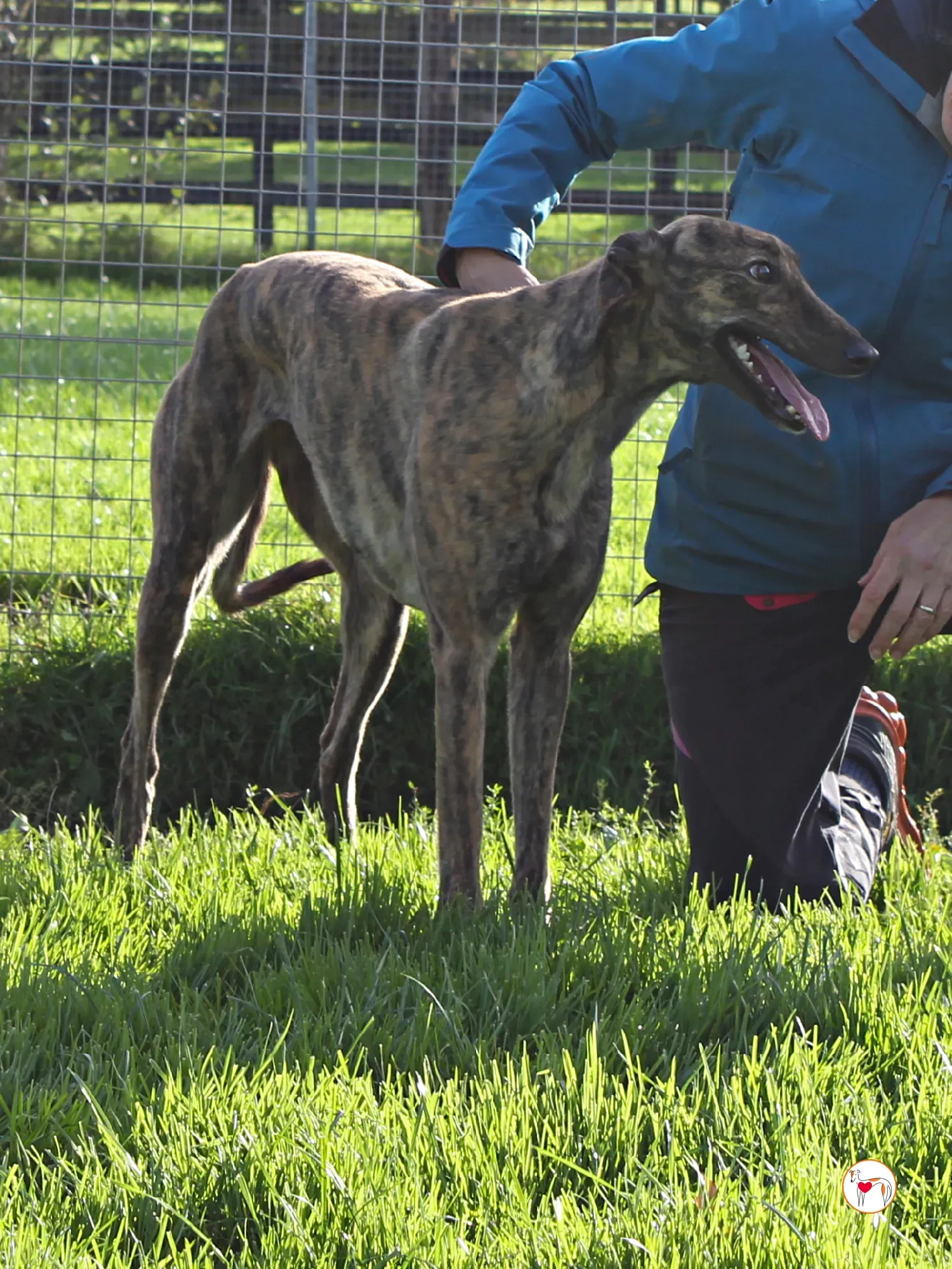 holly grey adozione 17