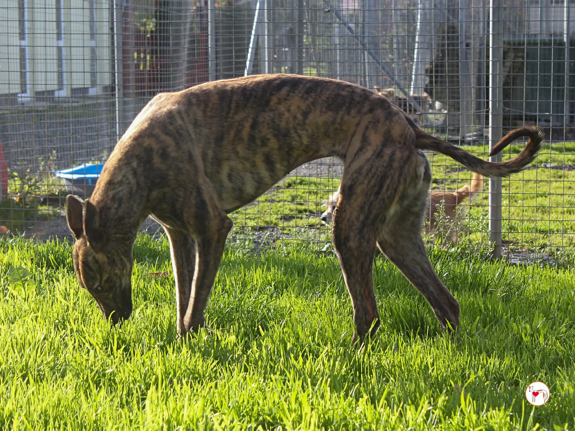 holly grey adozione 4