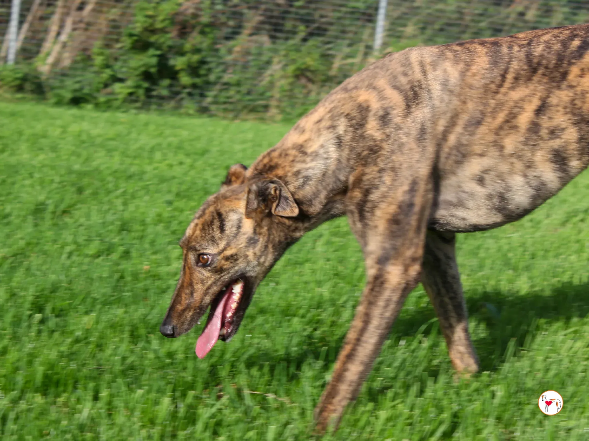 holly grey adozione 5