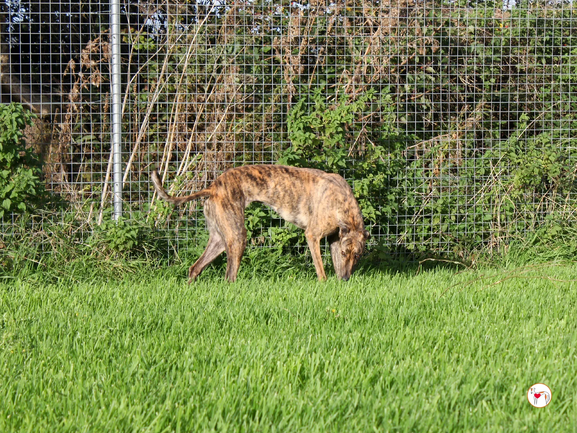 holly grey adozione 6